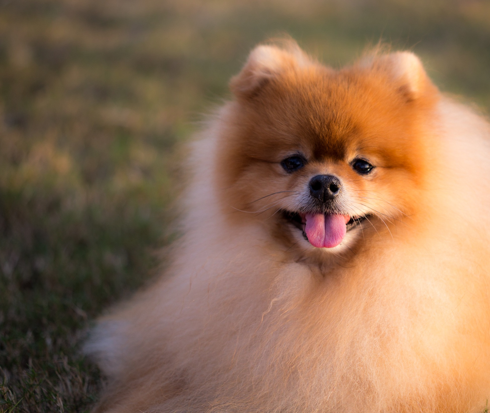 Canon EOS 6D + Canon EF 100mm F2.8 Macro USM sample photo. Pomeranian photography