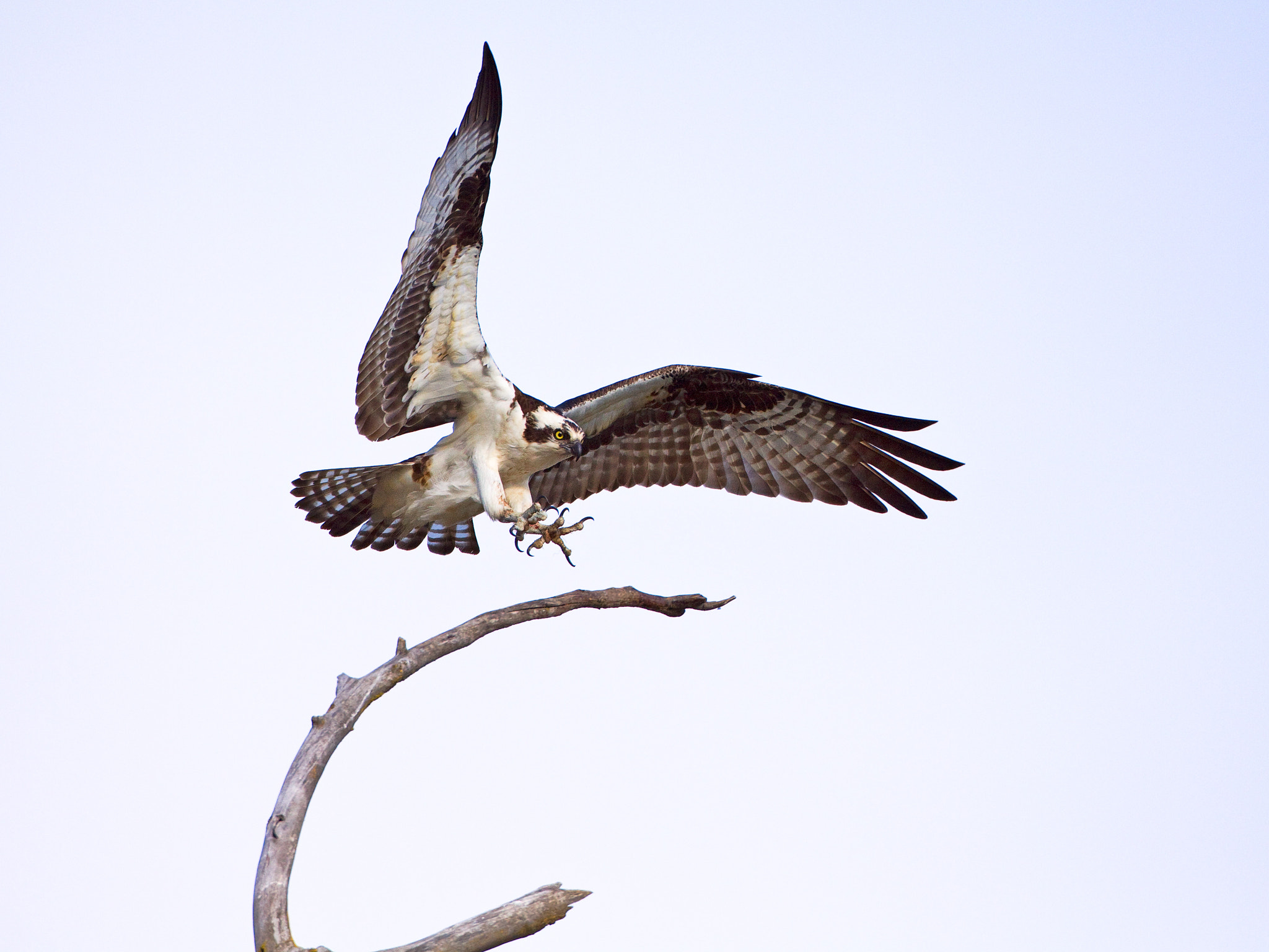 Canon EF 500mm F4L IS USM sample photo. The landing photography