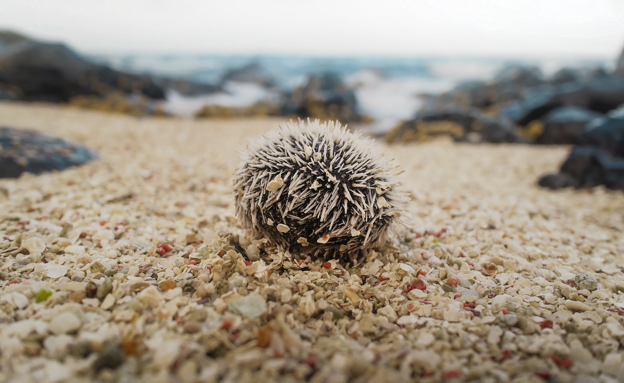 Olympus OM-D E-M5 + Panasonic Lumix G 14mm F2.5 ASPH sample photo. Echinoid photography