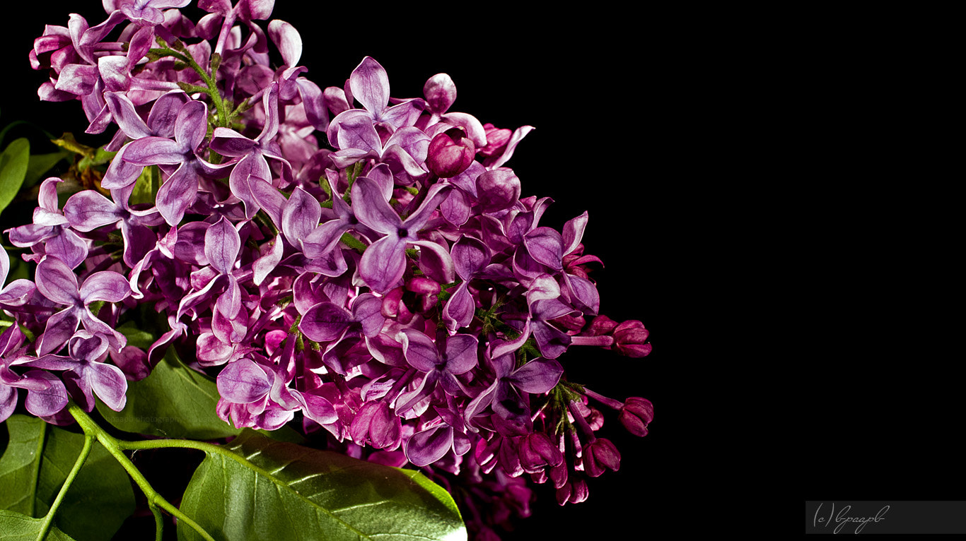 Sony Alpha NEX-5 + Sony E 30mm F3.5 Macro sample photo. .lilac. lilac photography