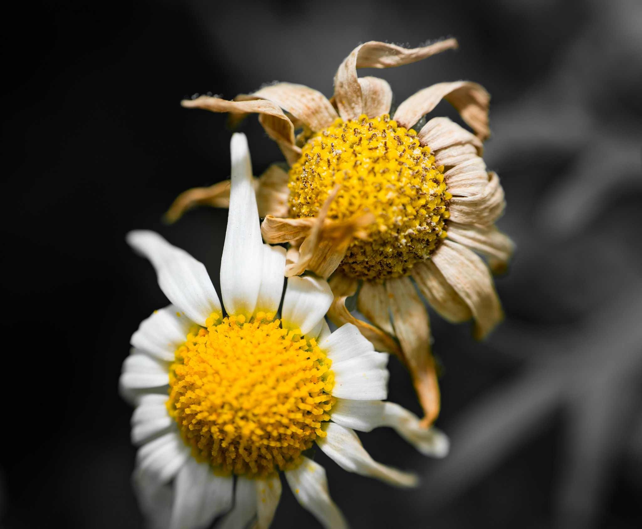 Nikon D750 + AF Nikkor 85mm f/1.8 sample photo. Flower photography