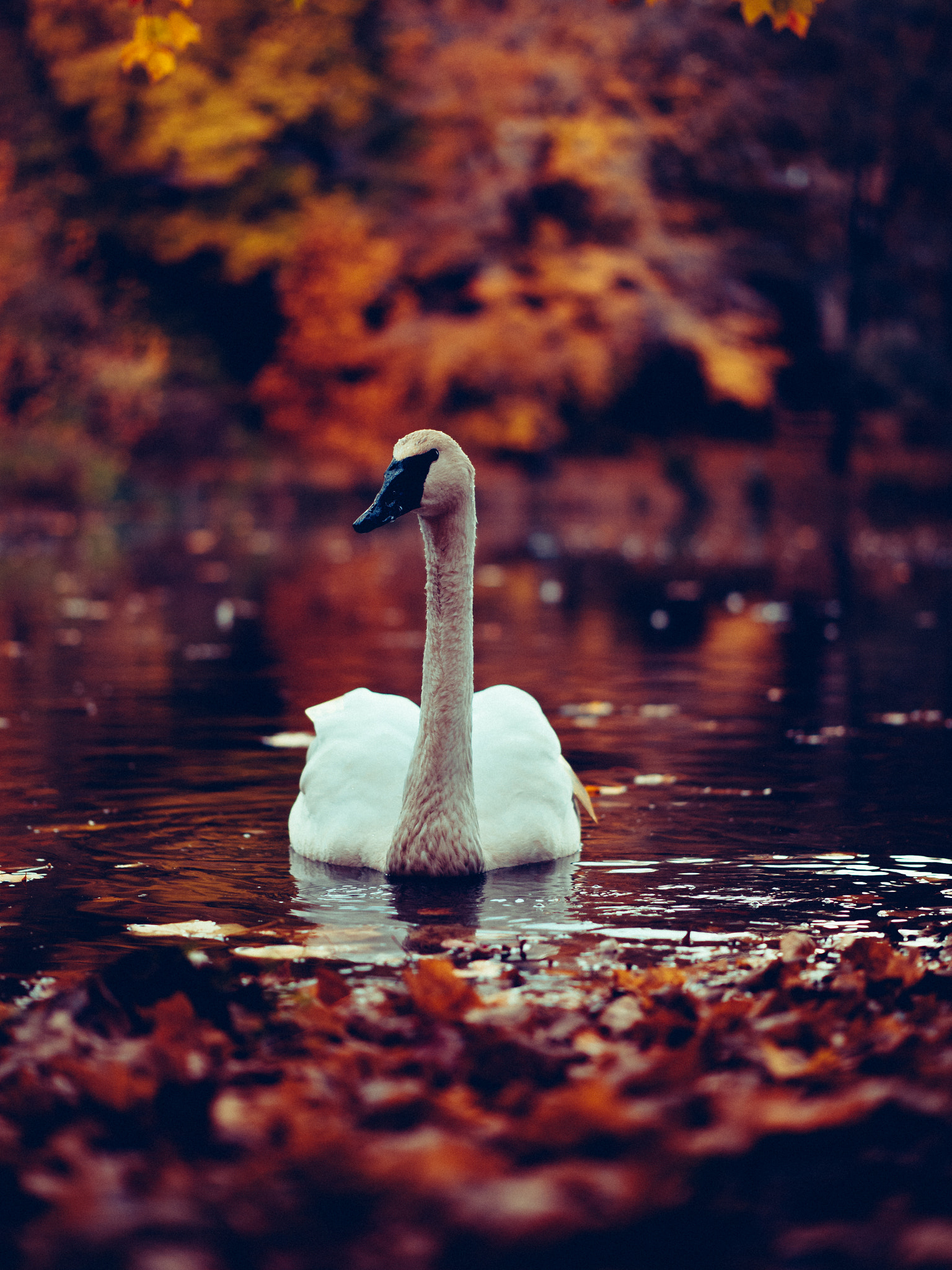 Panasonic Leica DG Nocticron 42.5mm F1.2 ASPH OIS sample photo. Serenity photography