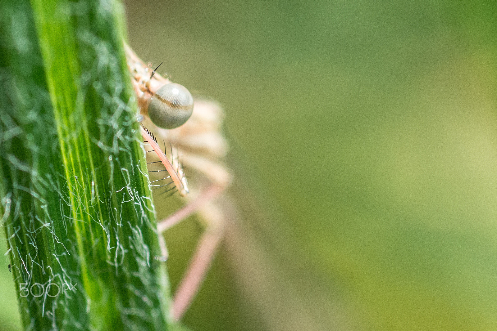 Nikon D800 + AF Micro-Nikkor 60mm f/2.8 sample photo. Dragonfly photography