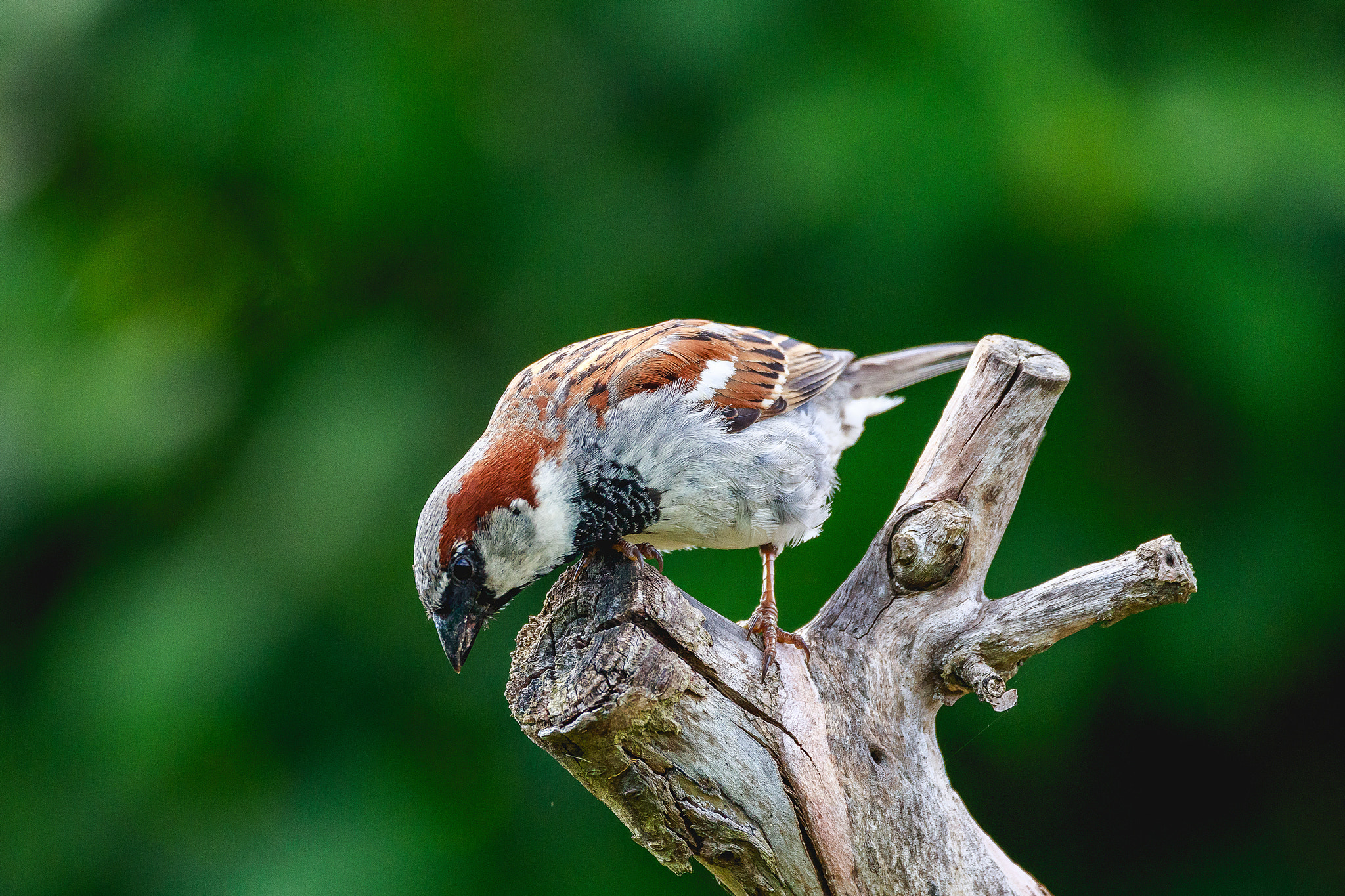 150-600mm F5-6.3 DG OS HSM | Contemporary 015 sample photo. House sparrow photography