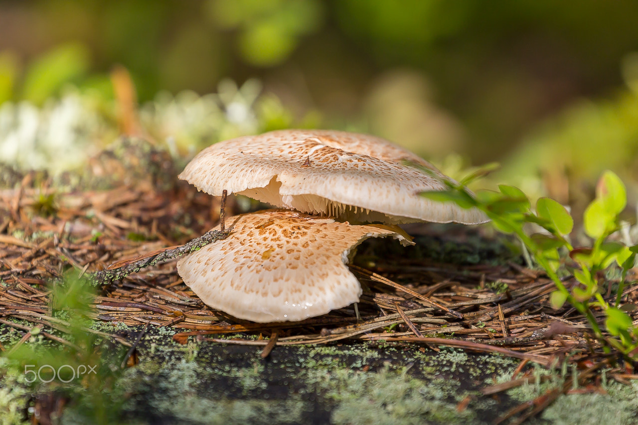 Canon EF 70-300mm F4-5.6L IS USM sample photo. Mushrooms in the wood photography