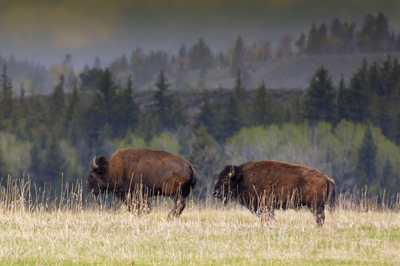 Nikon 1 V3 + VR 70-200mm f/2.8G sample photo. Bison photography