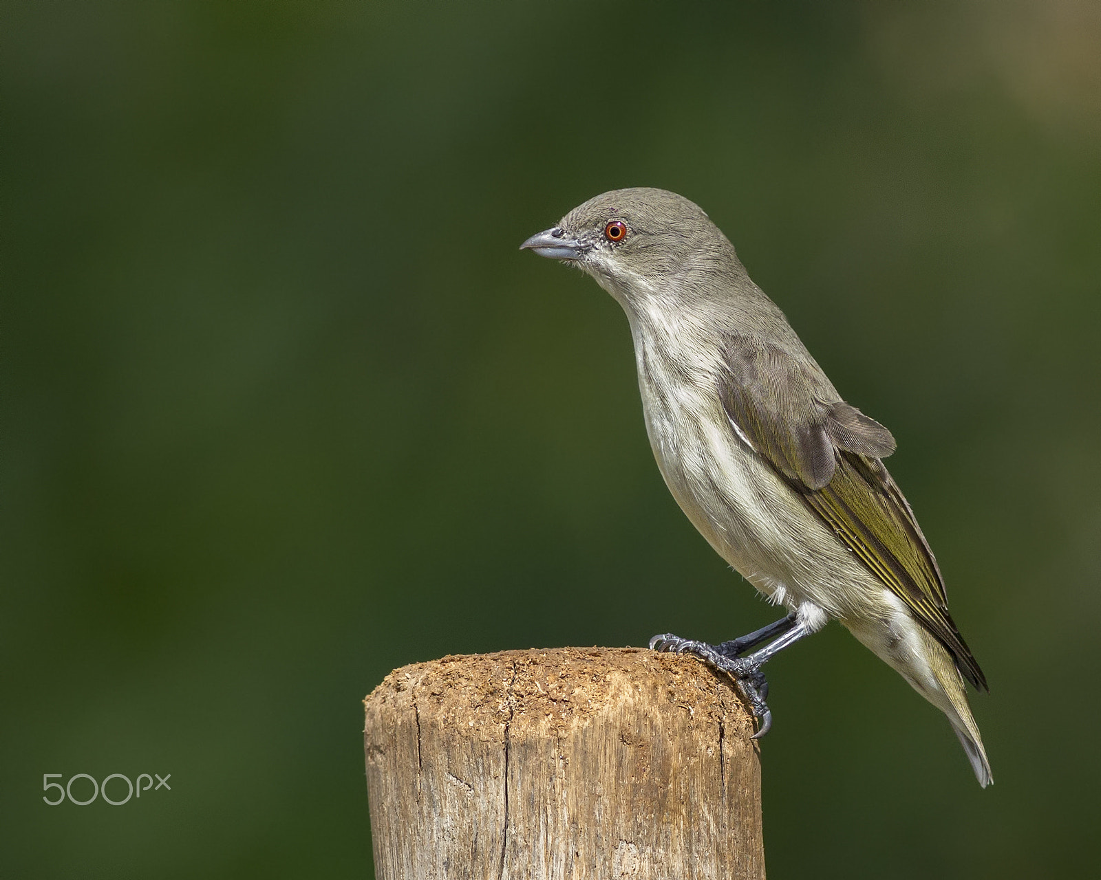 Canon EOS 60D + Canon EF 400mm F5.6L USM sample photo. Thick-billed flowerpecker photography