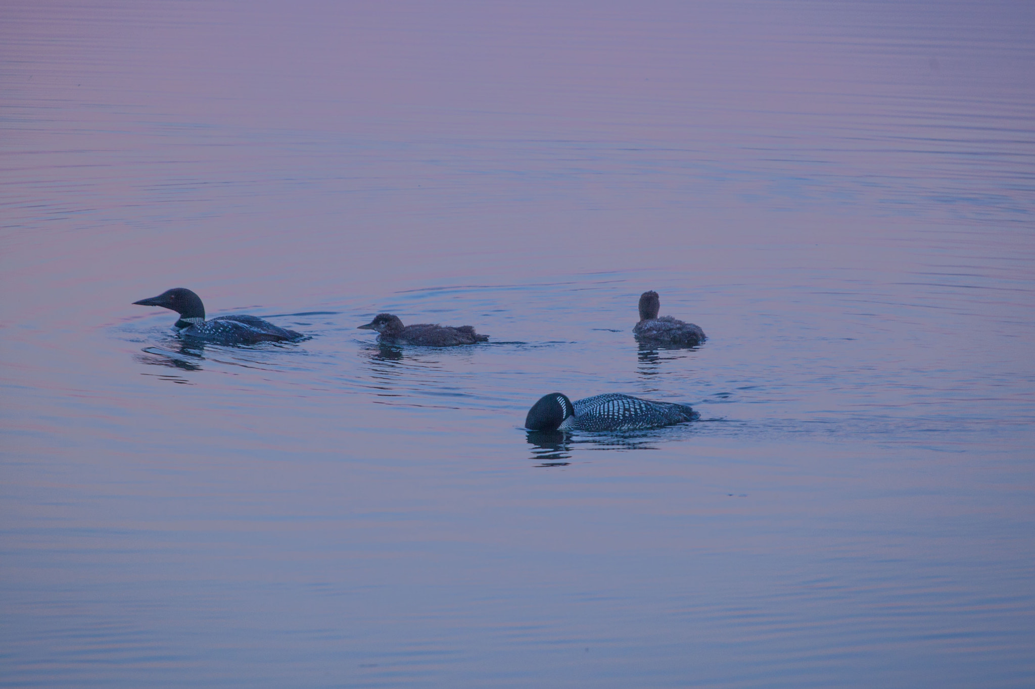 Canon EOS-1D Mark III sample photo. Loon family at sunrise photography