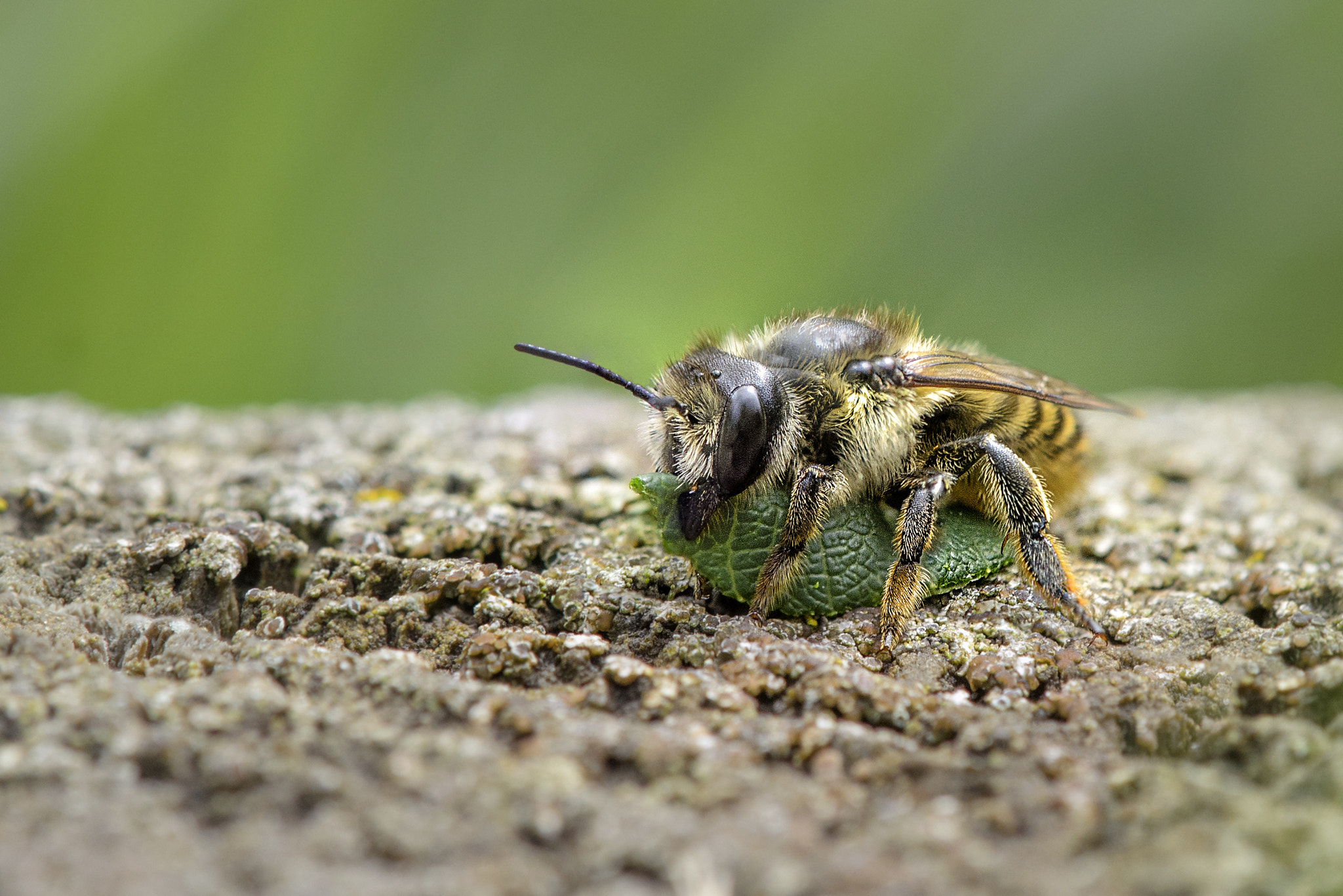 Nikon AF-S DX Micro-Nikkor 85mm F3.5G ED VR sample photo. Leafcutting bee photography
