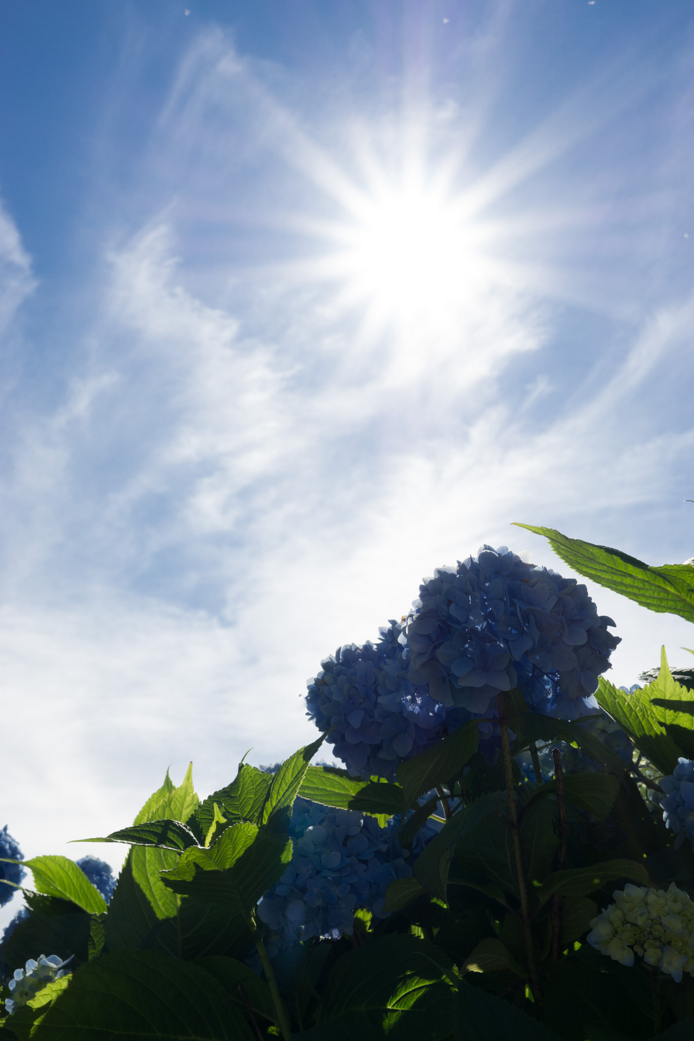 Sony a6000 + Sony Sonnar T* FE 35mm F2.8 ZA sample photo. Hydrangea photography