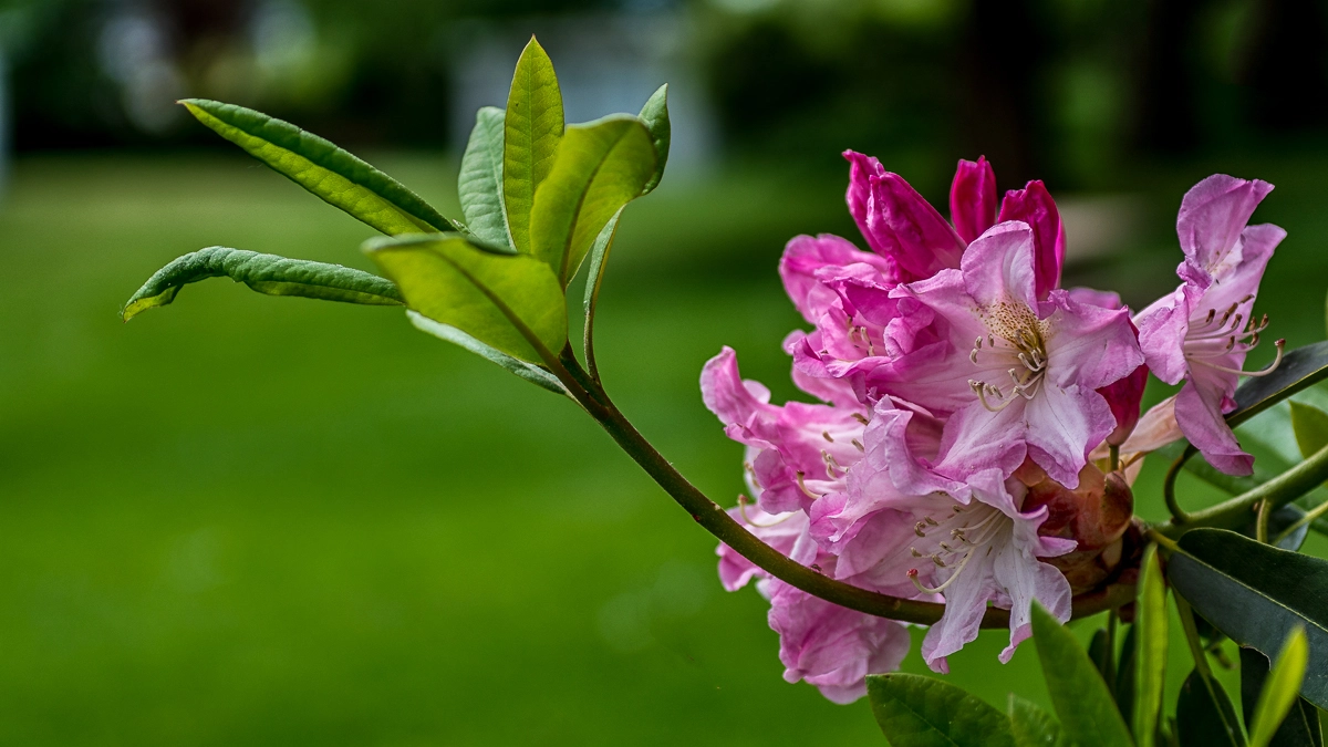 Sigma 50mm F2.8 EX DG Macro sample photo. Rwp_1964.jpg photography