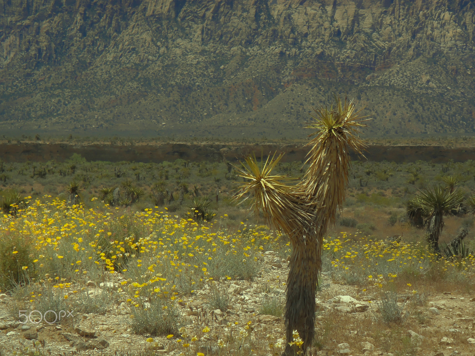 Sony DSC-TX1 sample photo. Spring in the desert photography