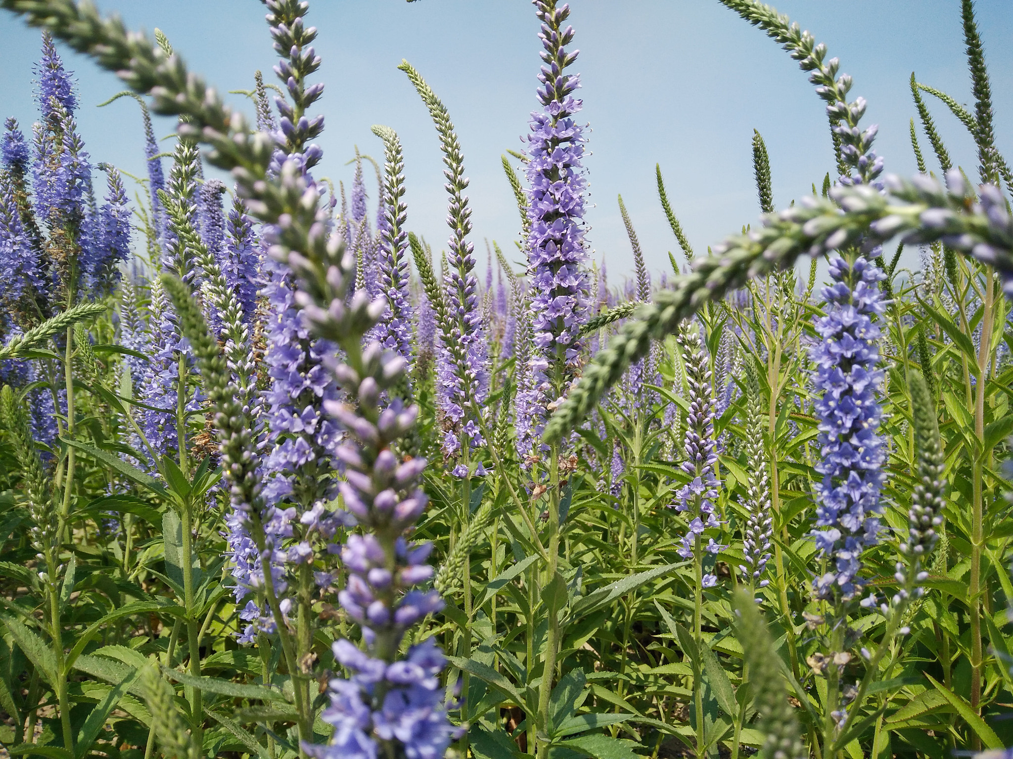 OnePlus ONE E1001 sample photo