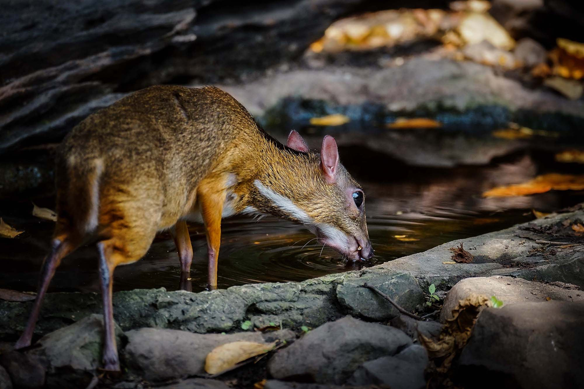 Sony a7 II + Sony 70-300mm F4.5-5.6 G SSM sample photo. Lesser mouse-deer (male) photography