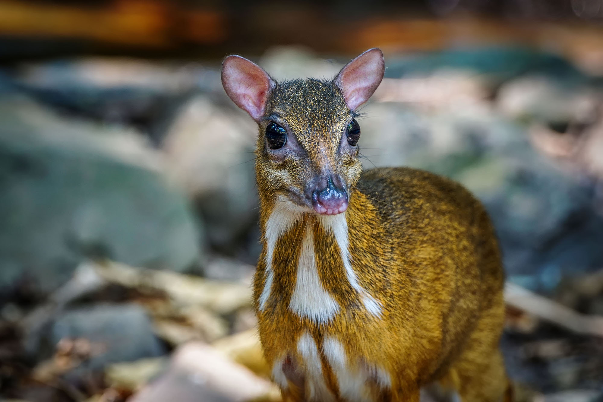 Sony ILCA-77M2 + Sony 70-400mm F4-5.6 G SSM II sample photo. Lesser mouse-deer (female) photography
