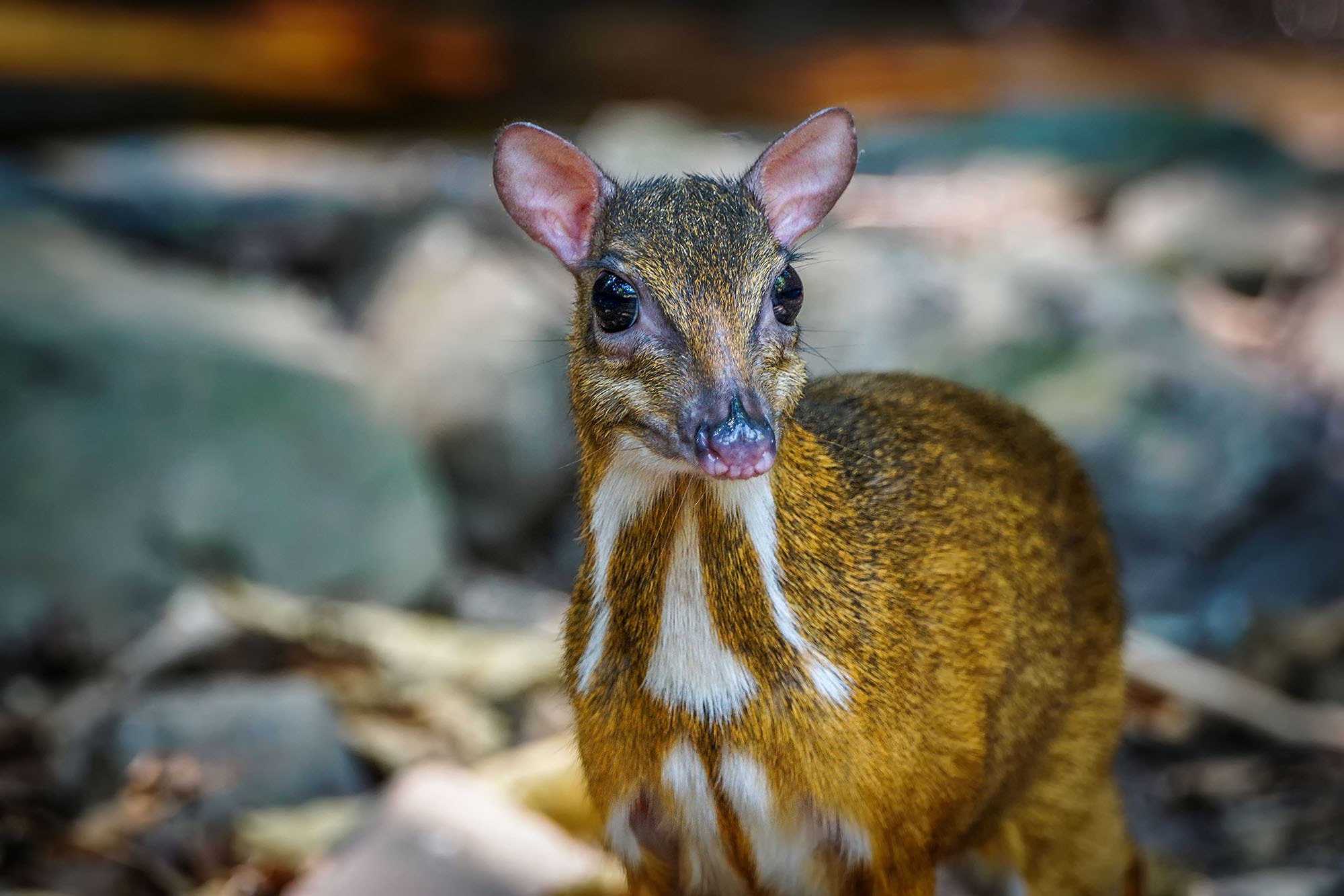 Sony 70-400mm F4-5.6 G SSM II sample photo. Lesser mouse-deer (female) photography