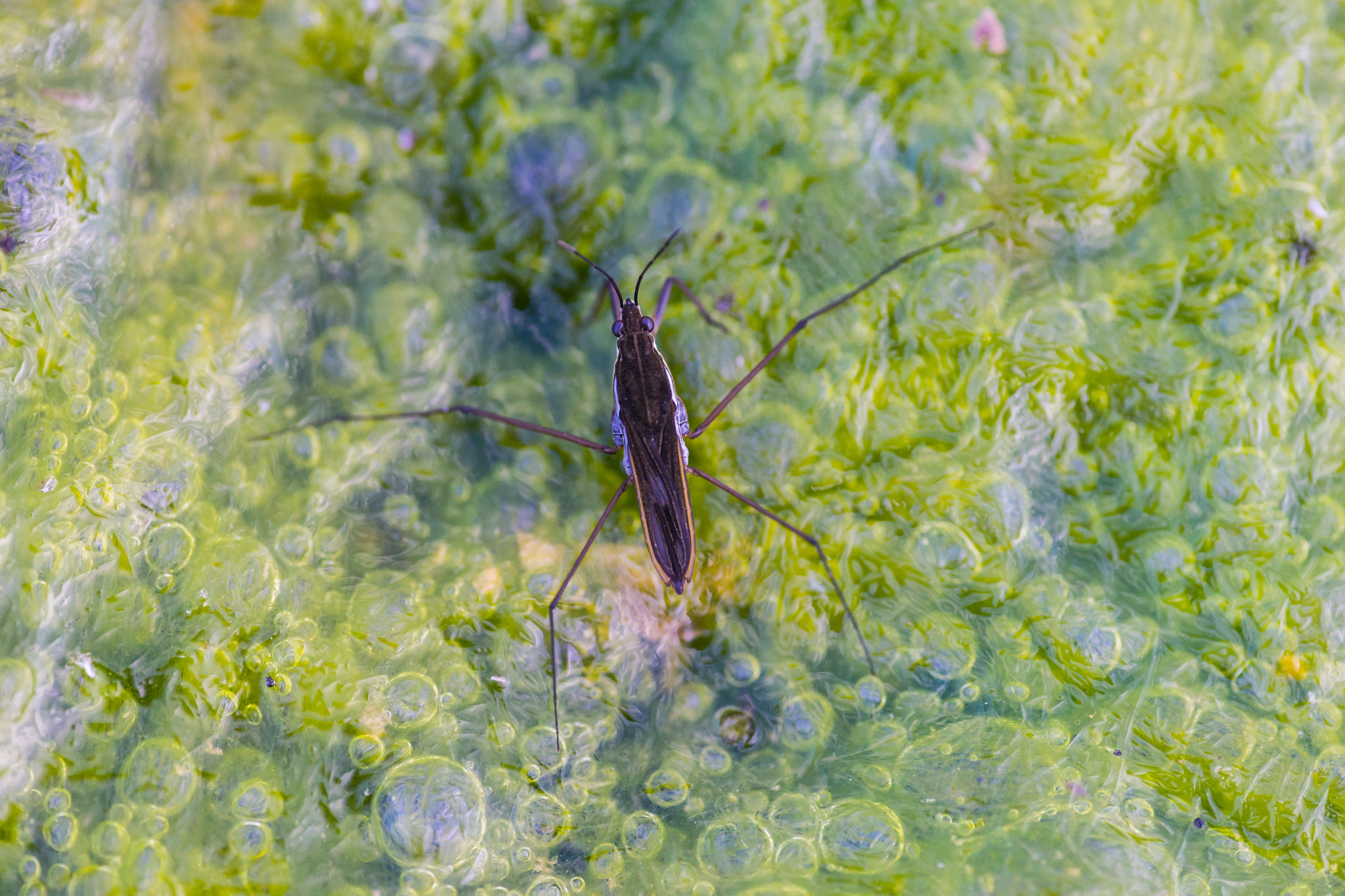 70-200mm F2.8 sample photo. Bubble strider photography