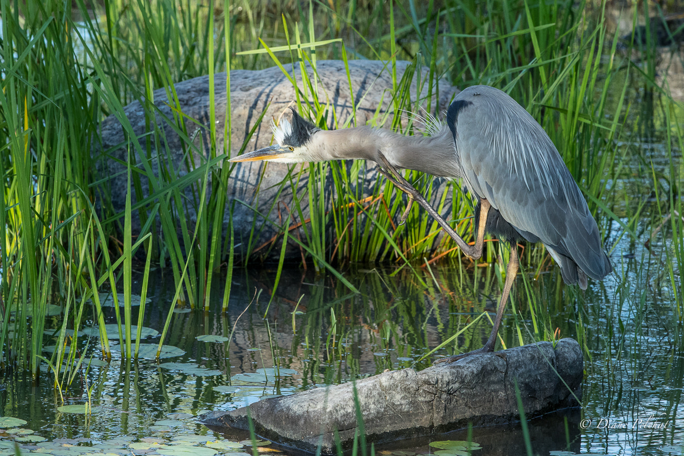 Canon EOS 7D Mark II + Canon EF 300mm F2.8L IS II USM sample photo. Great blue heron in the swamp photography