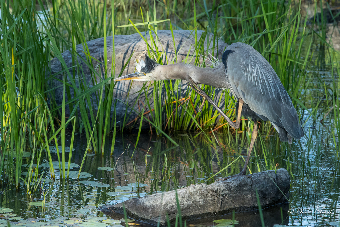 Canon EF 300mm F2.8L IS II USM sample photo. Great blue heron in the swamp photography