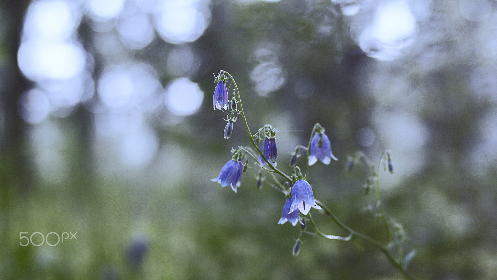 Canon EOS 7D + ZEISS Planar T* 50mm F1.4 sample photo. Blue photography