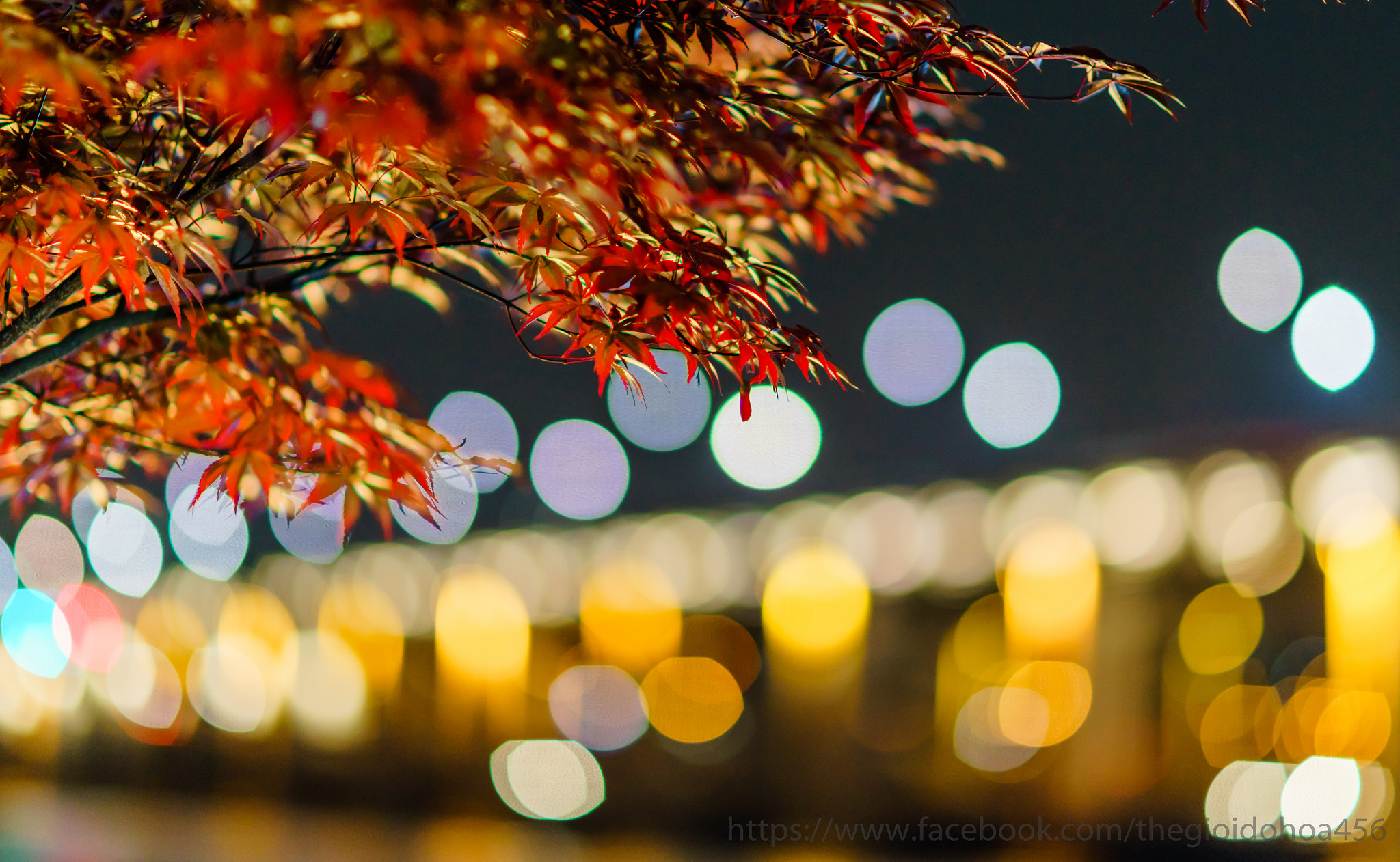 Sony Planar T* 85mm F1.4 ZA sample photo. _dsc4207.jpg photography