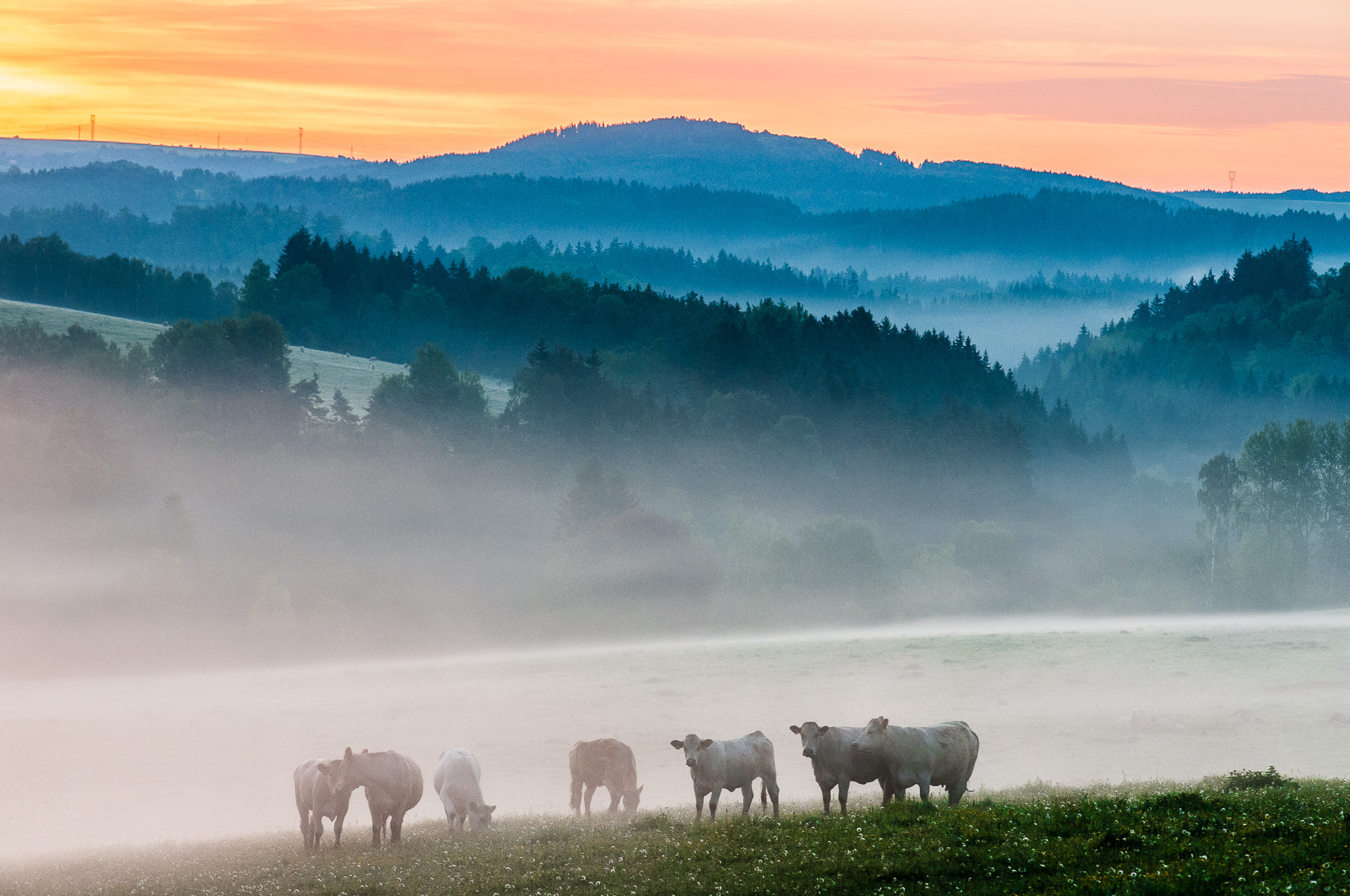 Nikon D300 + Sigma 50-150mm F2.8 EX APO DC HSM sample photo. Morning pasture photography