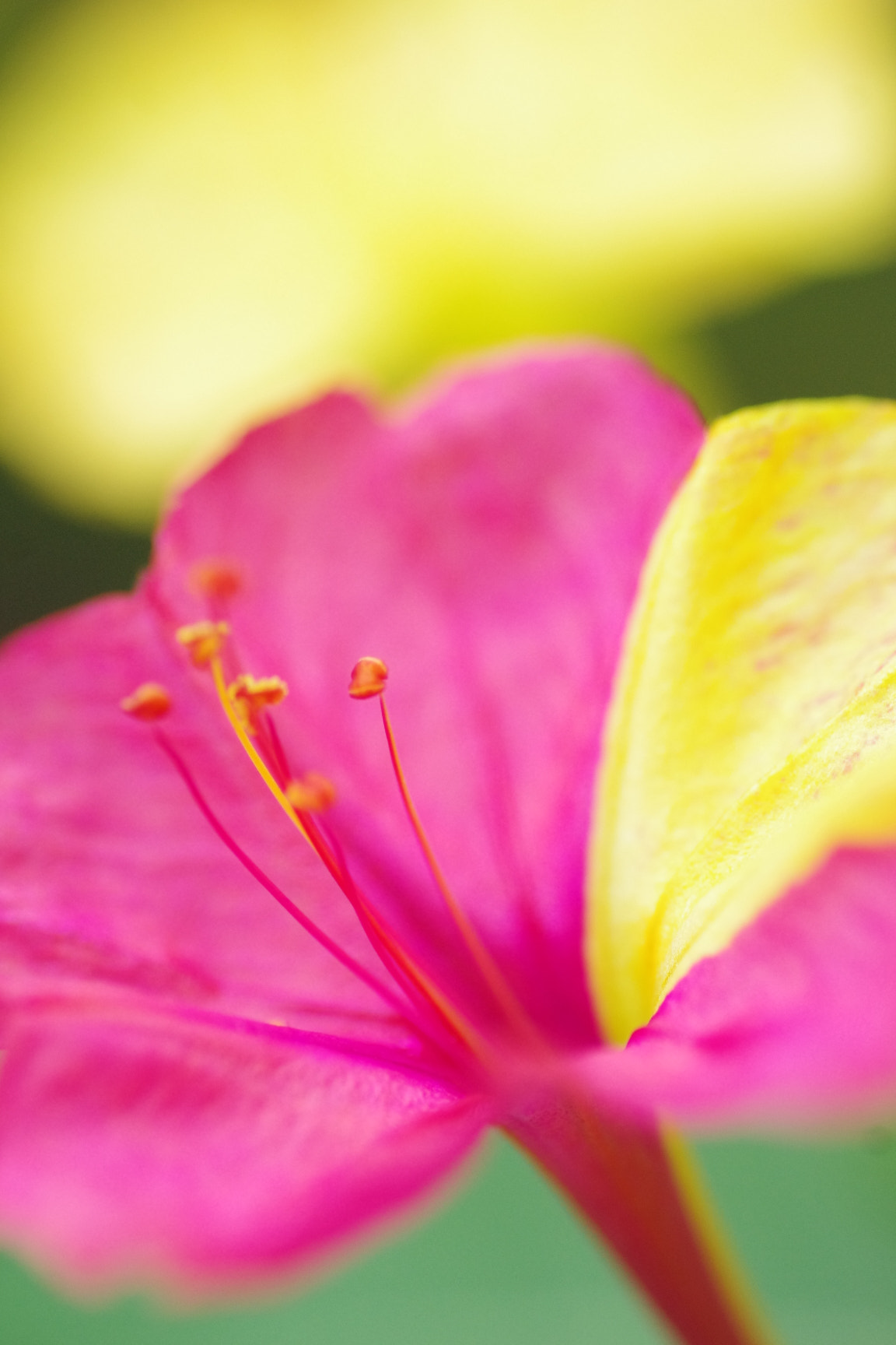 Pentax K-x + Tamron SP AF 90mm F2.8 Di Macro sample photo. オシロイバナ photography