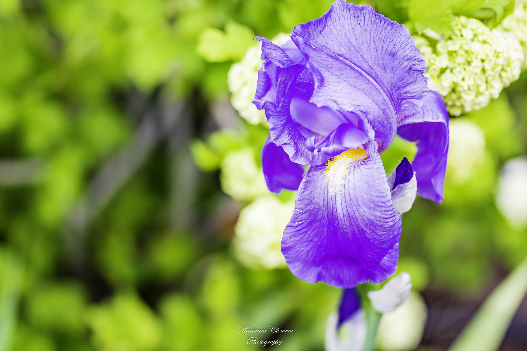 Canon EF-S 60mm F2.8 Macro USM sample photo. Iris in the spring photography