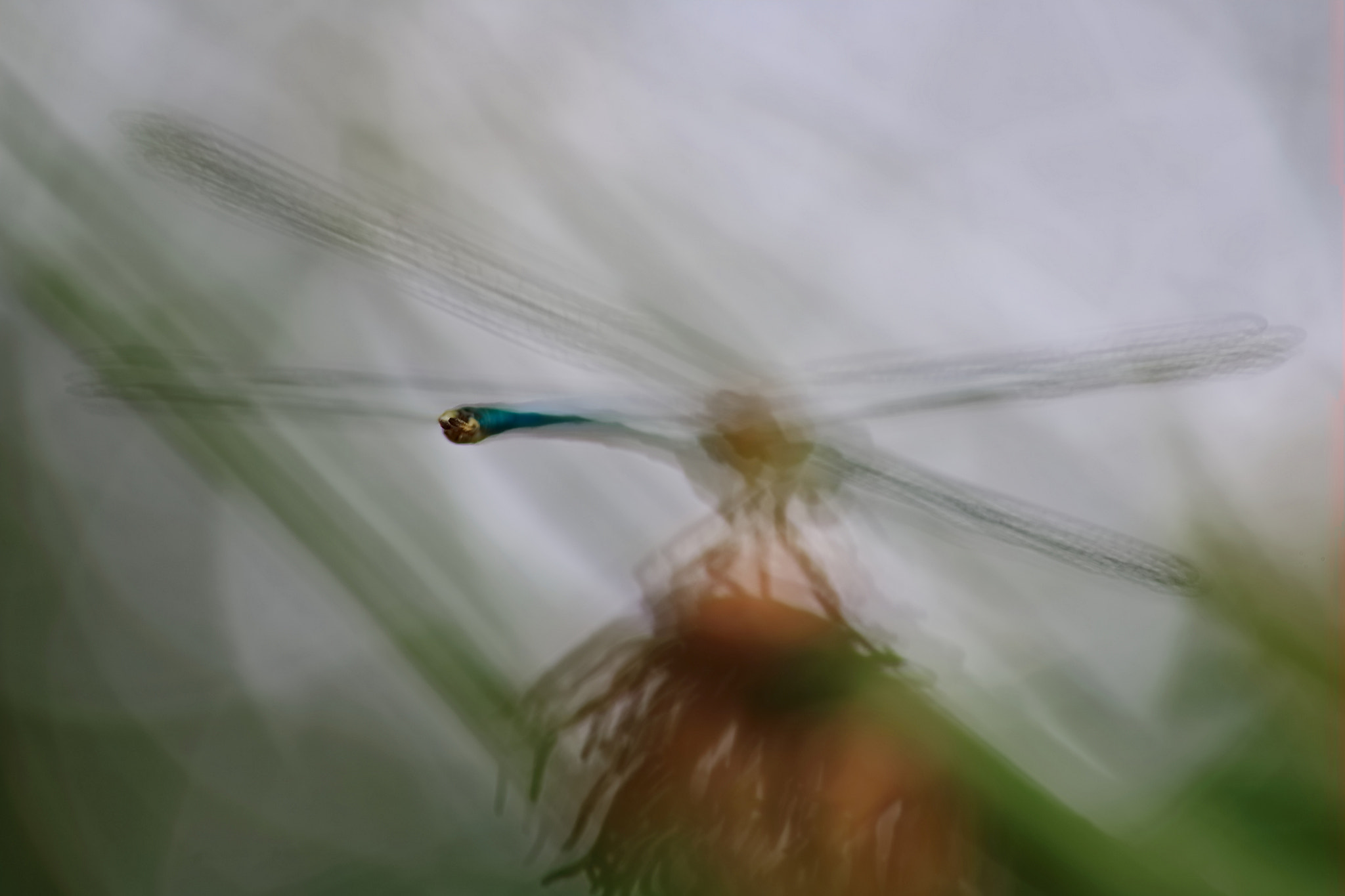 Canon EF 100mm F2.8 Macro USM sample photo. Dragonfly photography