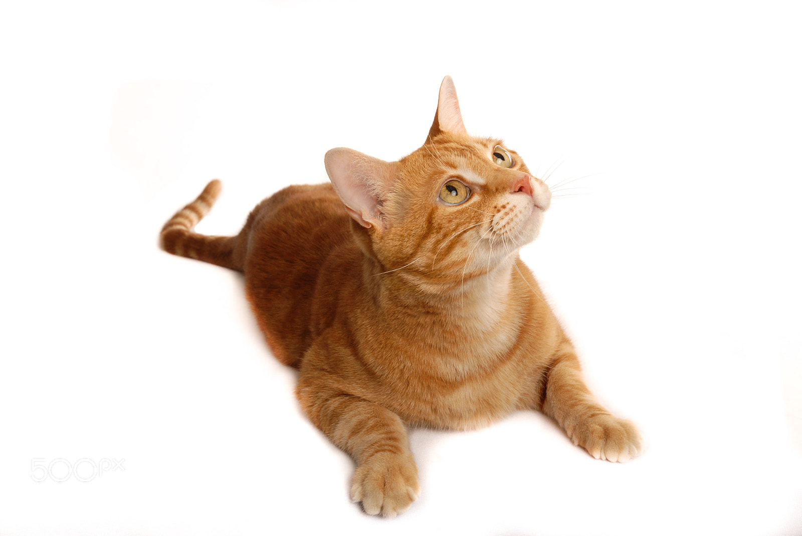Nikon D200 sample photo. Ginger cat ready to play photography