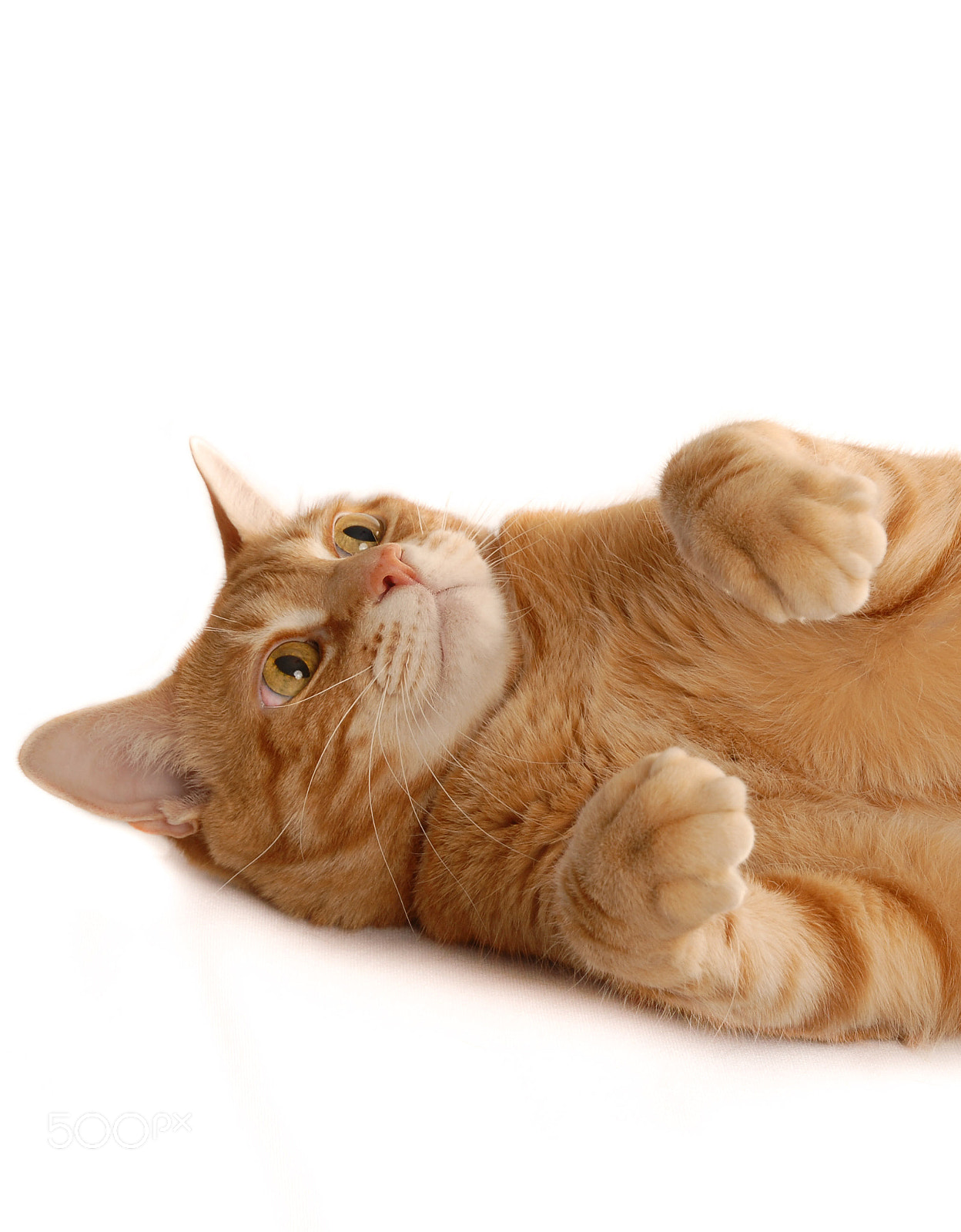 Nikon D200 sample photo. Ginger cat at play photography