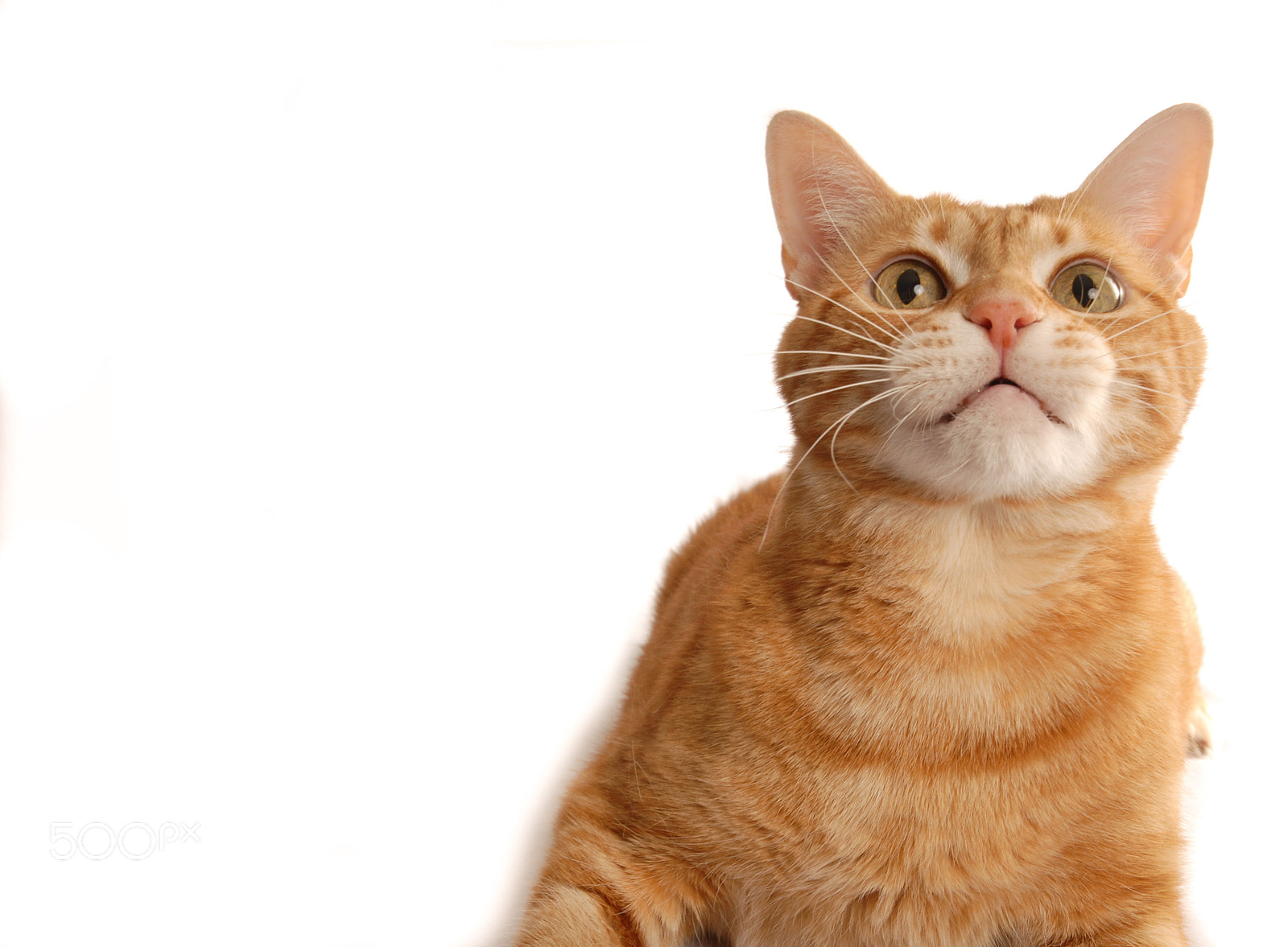 Nikon D200 sample photo. Ginger cat looking up photography