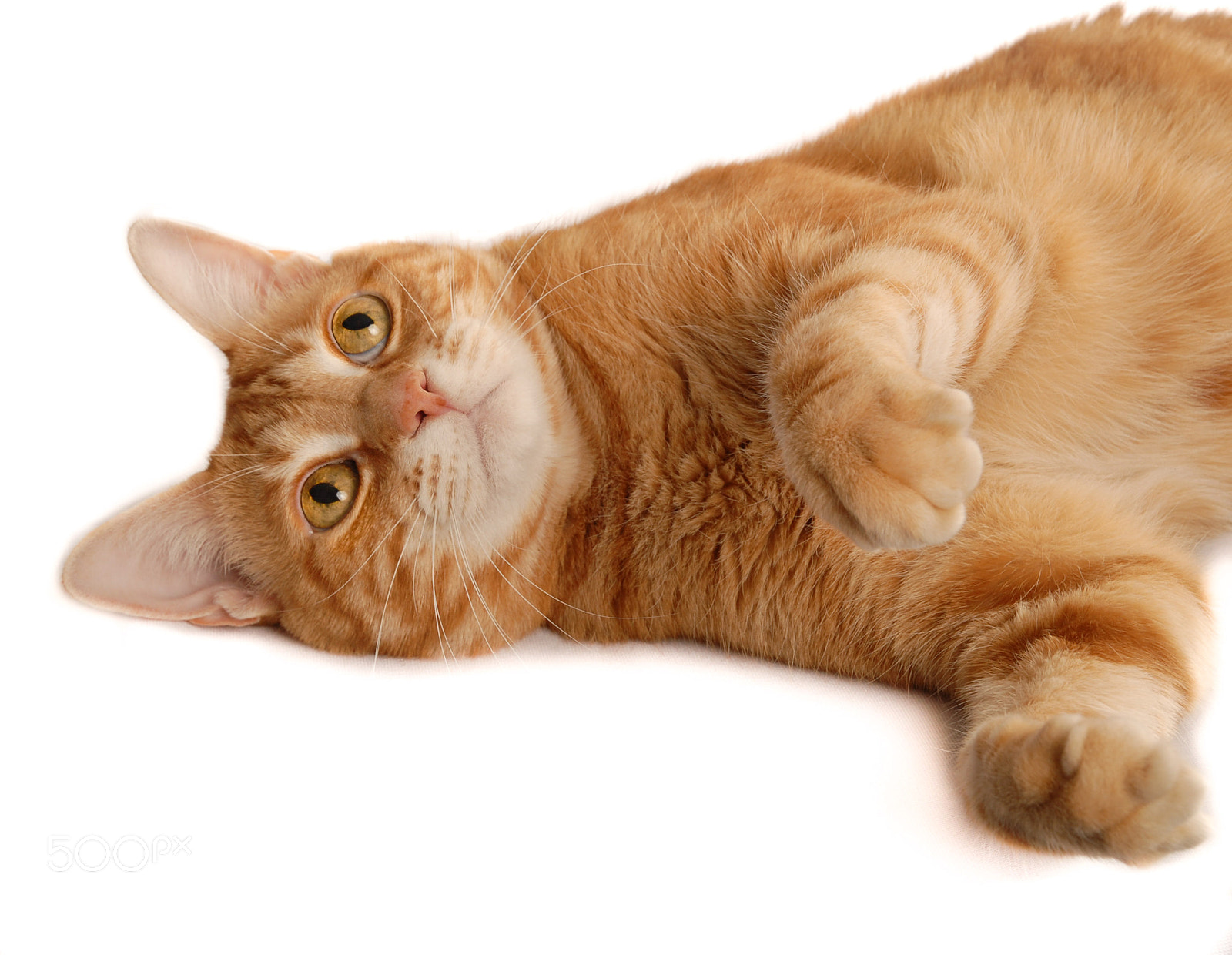 Nikon D200 sample photo. Ginger cat playing photography