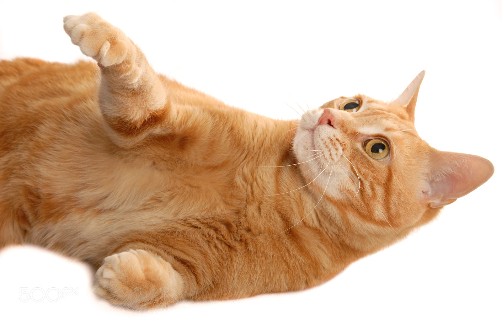 Nikon D200 sample photo. Ginger cat playing paws up photography
