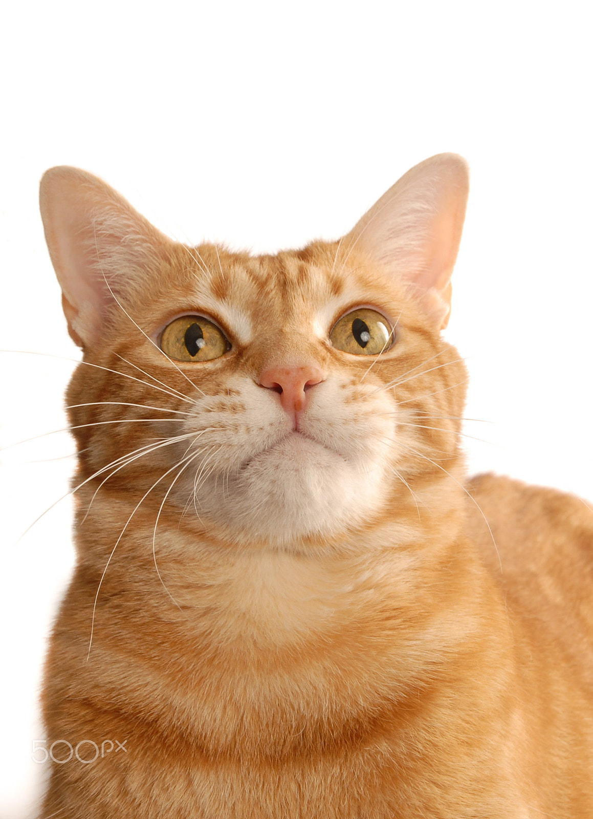 Nikon D200 sample photo. Ginger cat headshot on white - looking up photography