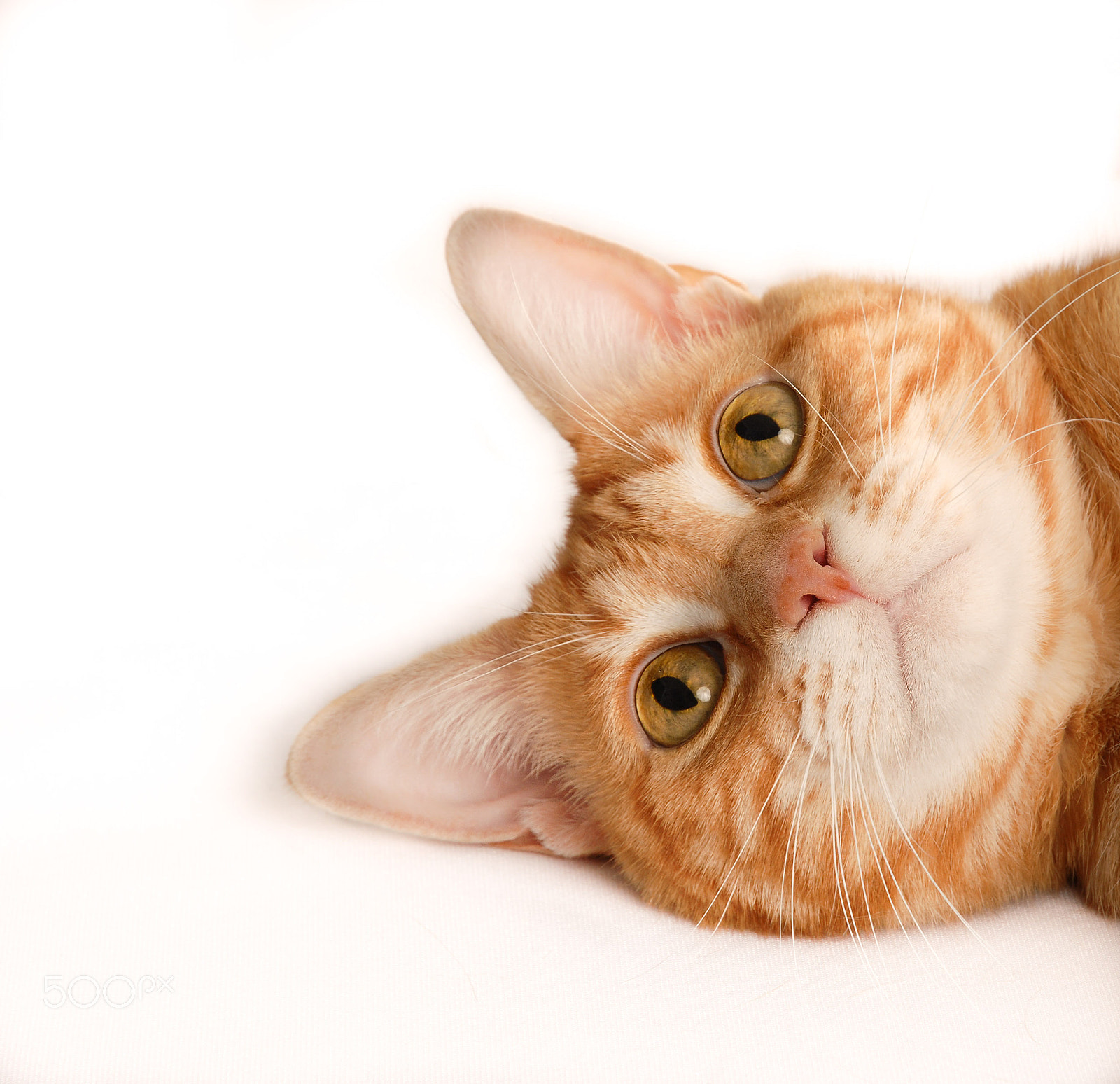 Nikon D200 sample photo. Tiger cat 5 photography