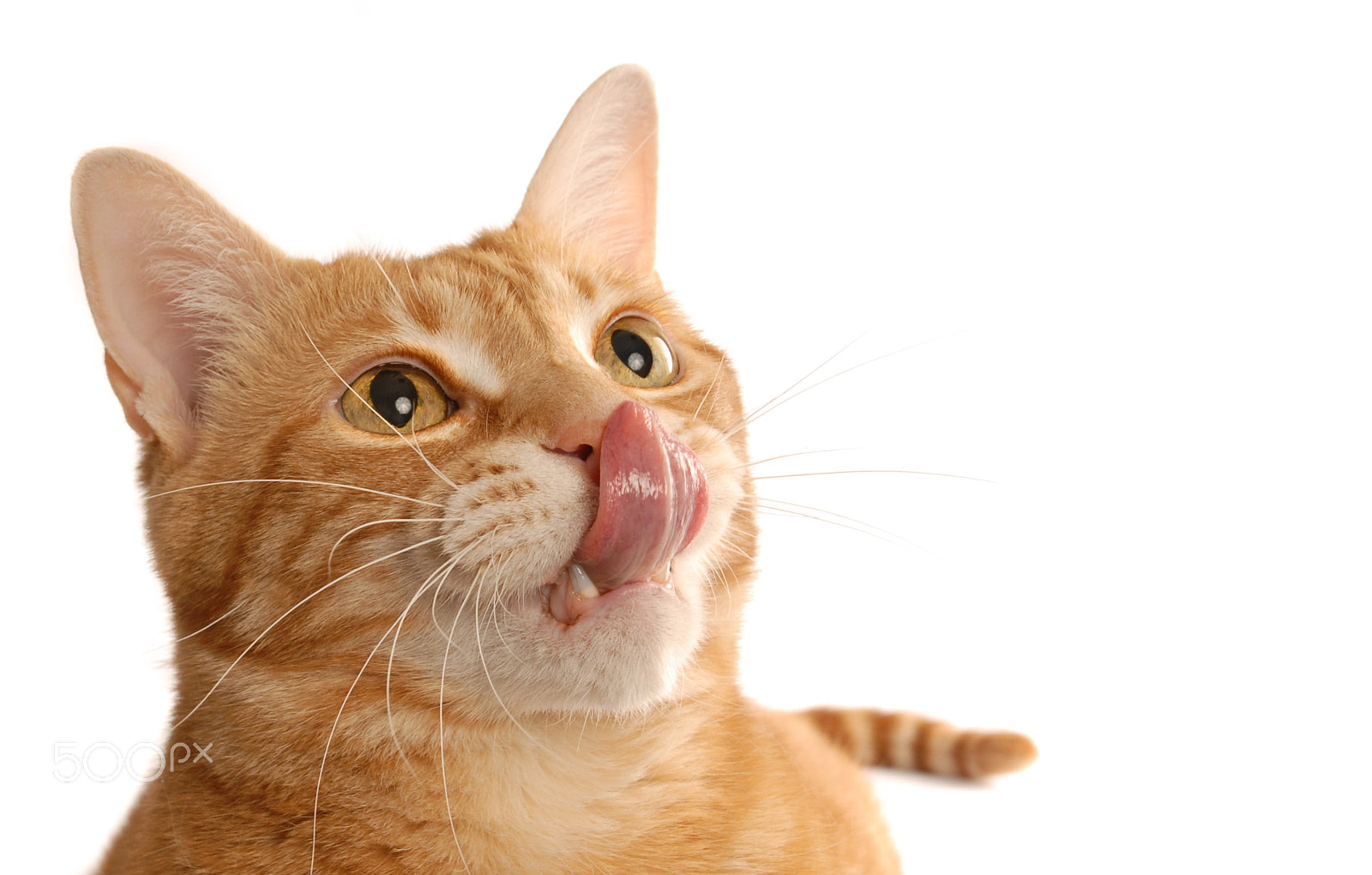 Nikon D200 sample photo. Ginger cat headshot - licking nose photography