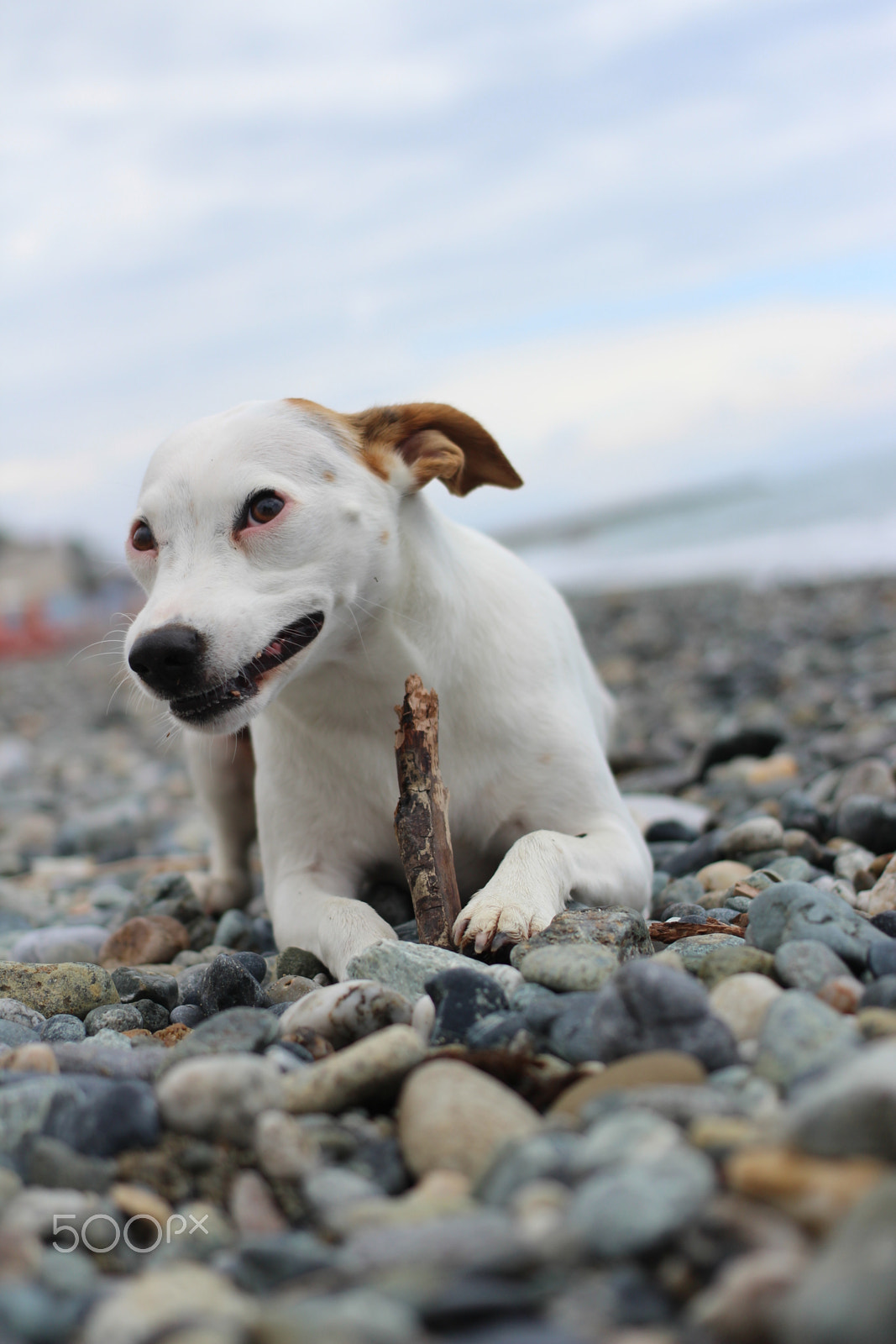 Canon EOS 1200D (EOS Rebel T5 / EOS Kiss X70 / EOS Hi) + Canon EF 40mm F2.8 STM sample photo. Dog photography