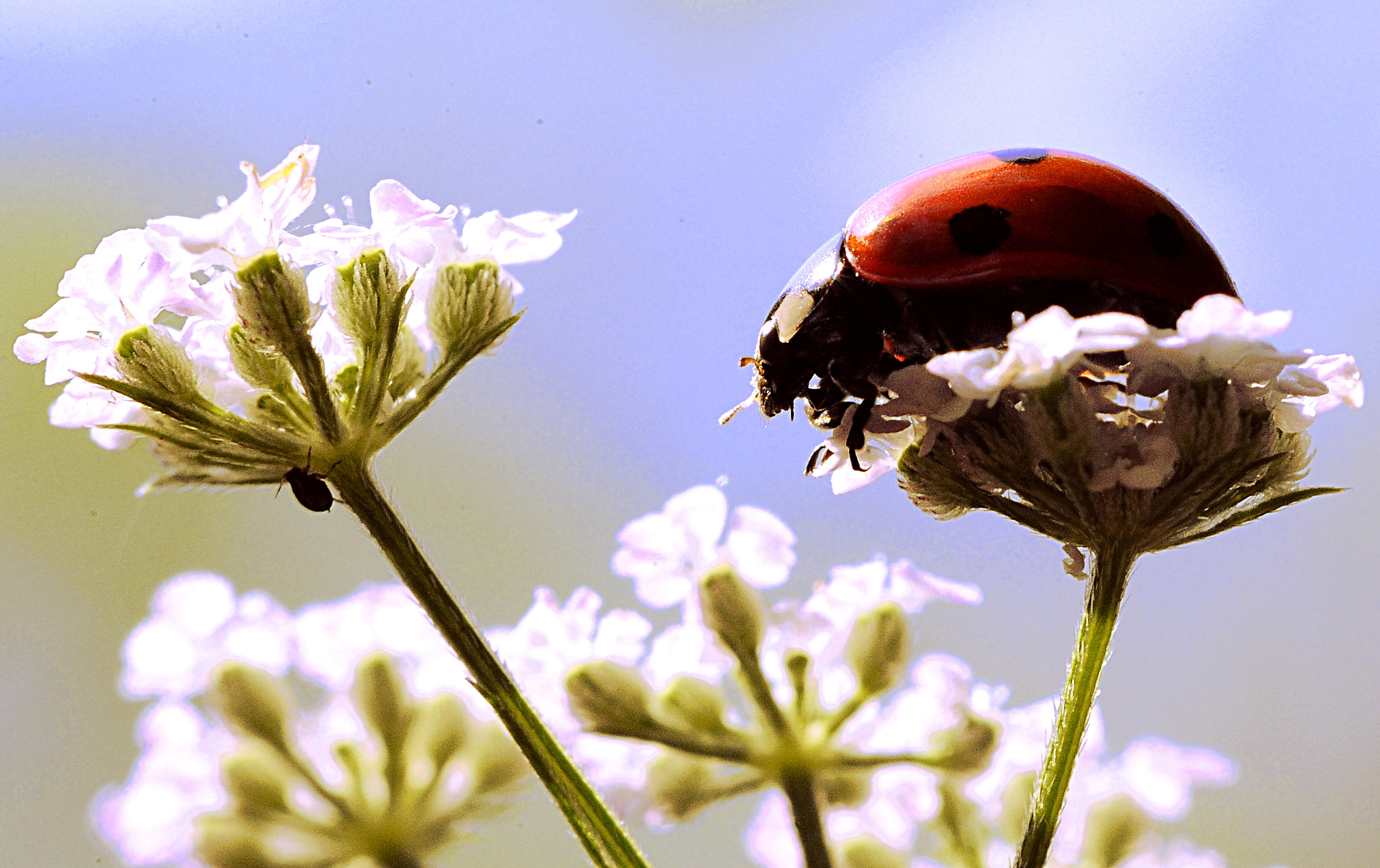 Nikon D700 + Manual Lens No CPU sample photo. Ladybird photography