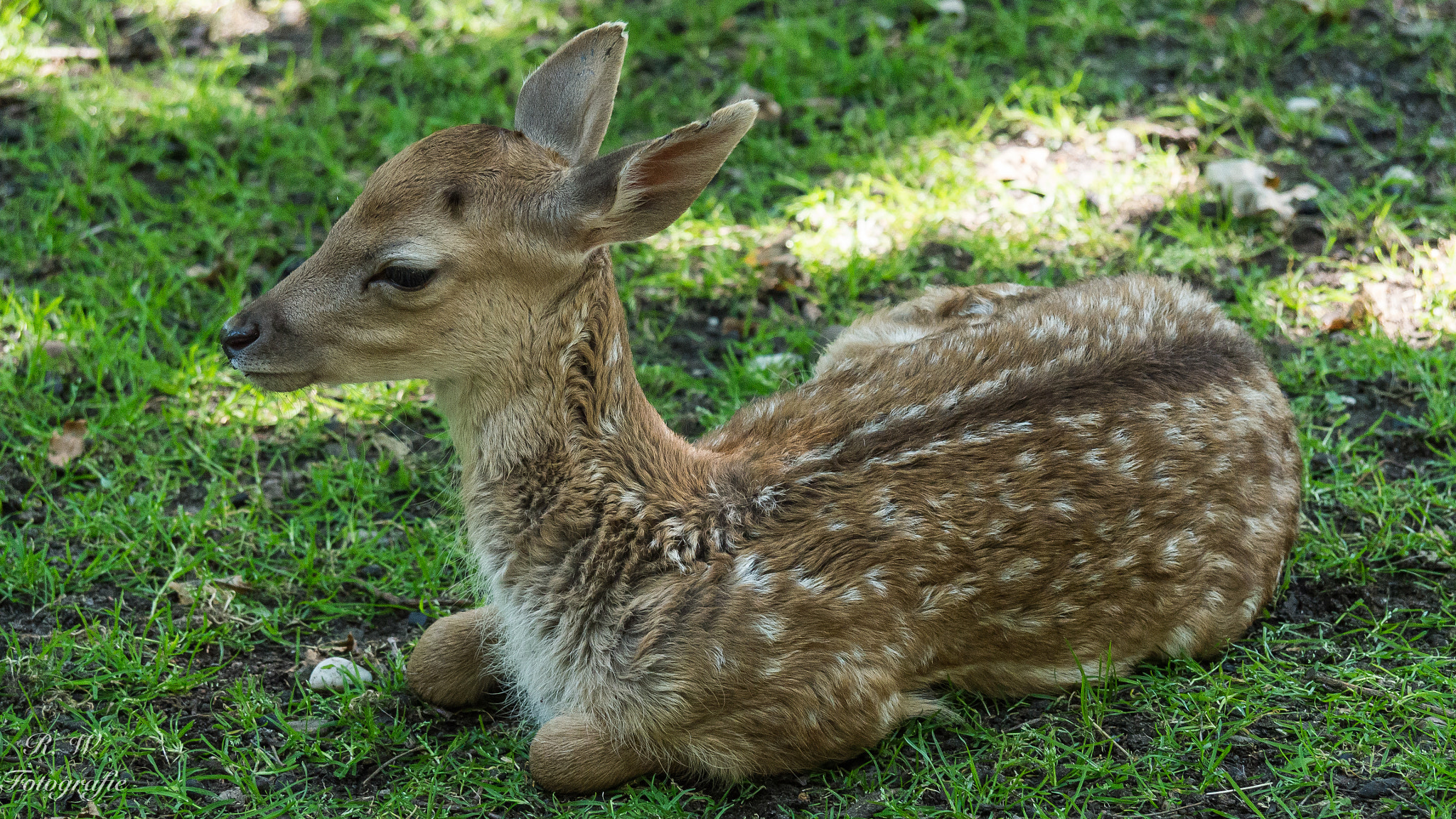 Panasonic Lumix DMC-GH3 sample photo. Junges damwild photography