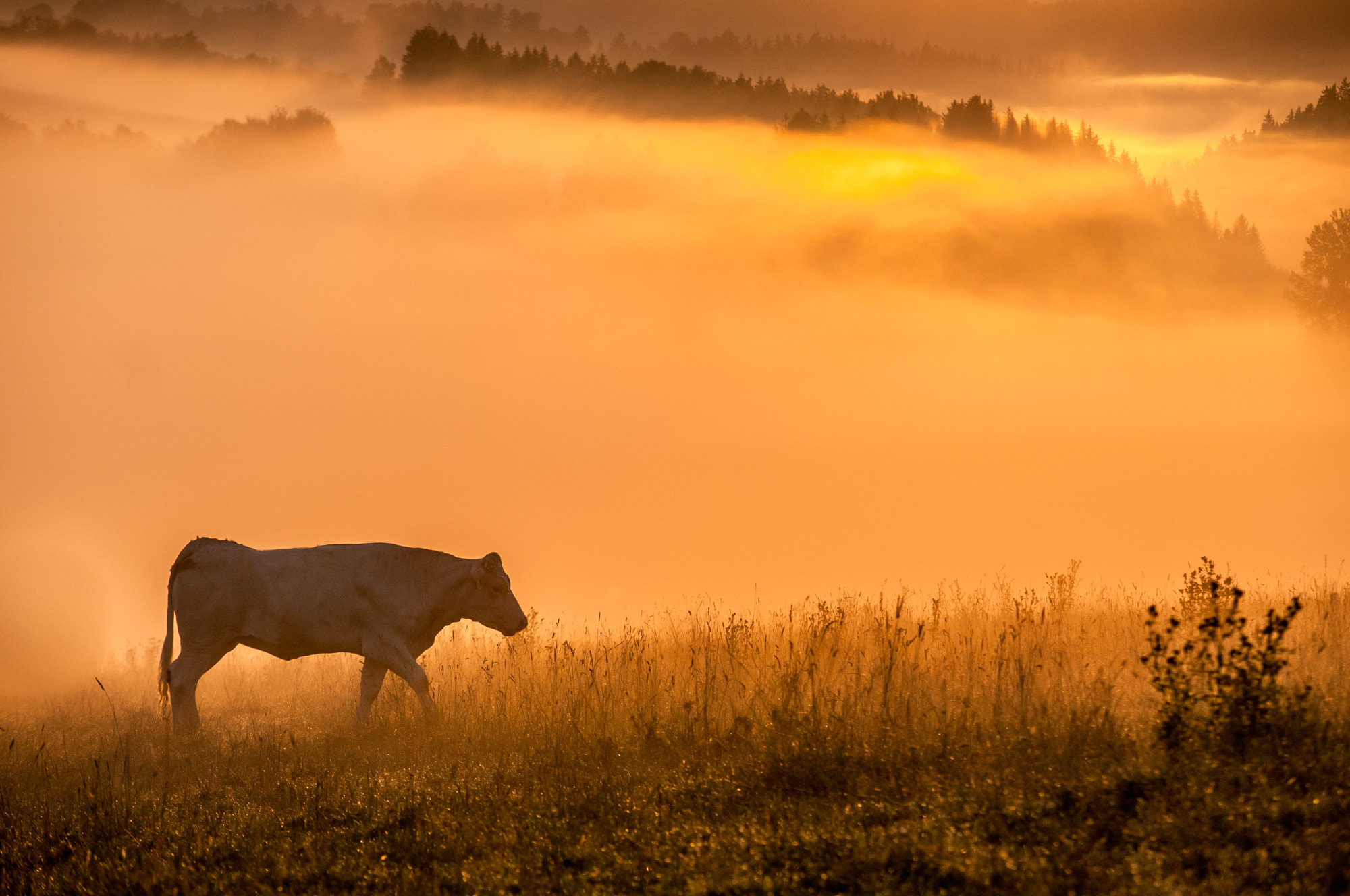 Nikon D300 + Sigma 50-150mm F2.8 EX APO DC HSM sample photo. Morning pasture photography