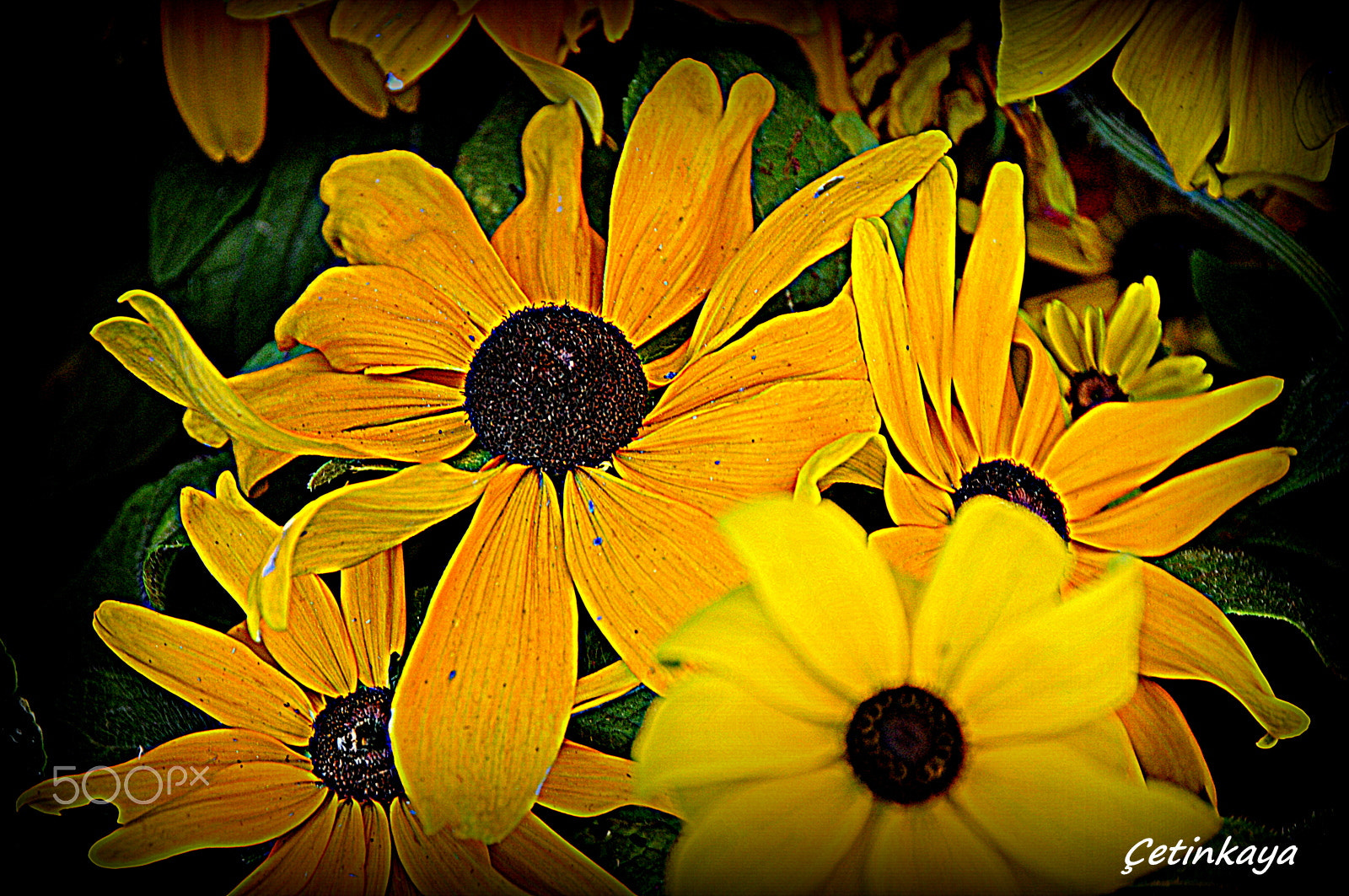 Nikon D300S sample photo. Yellow famıly photography
