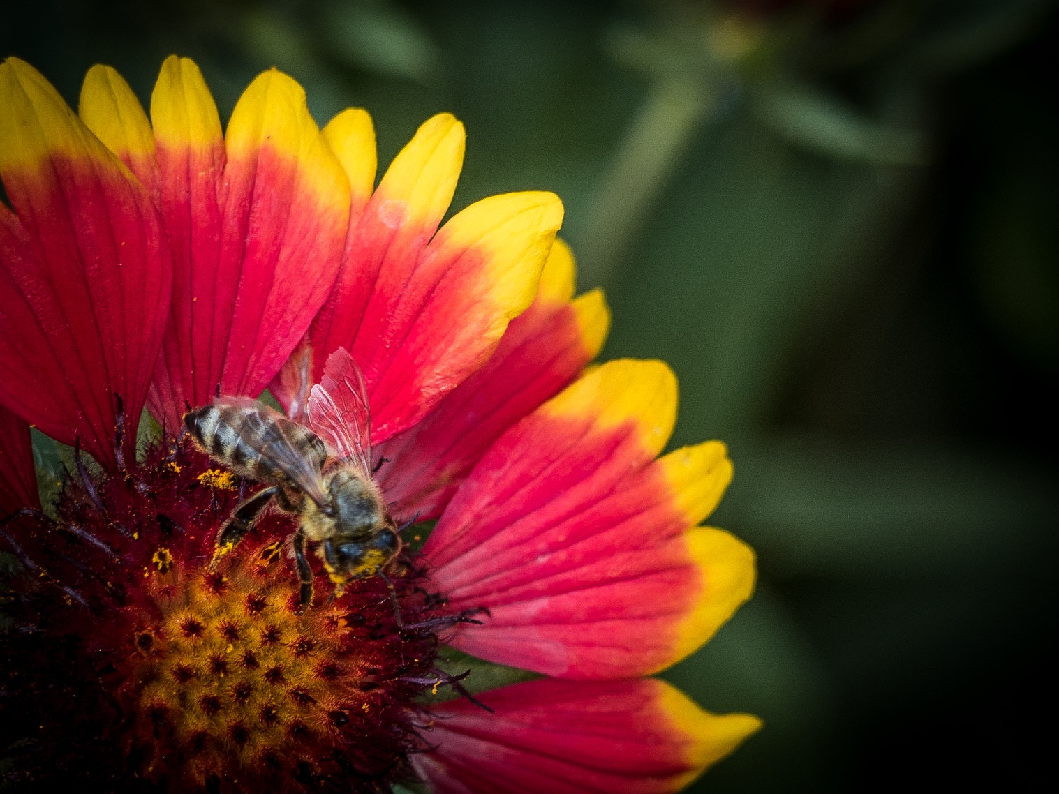 Olympus PEN E-PL7 sample photo. Bee on a flower photography