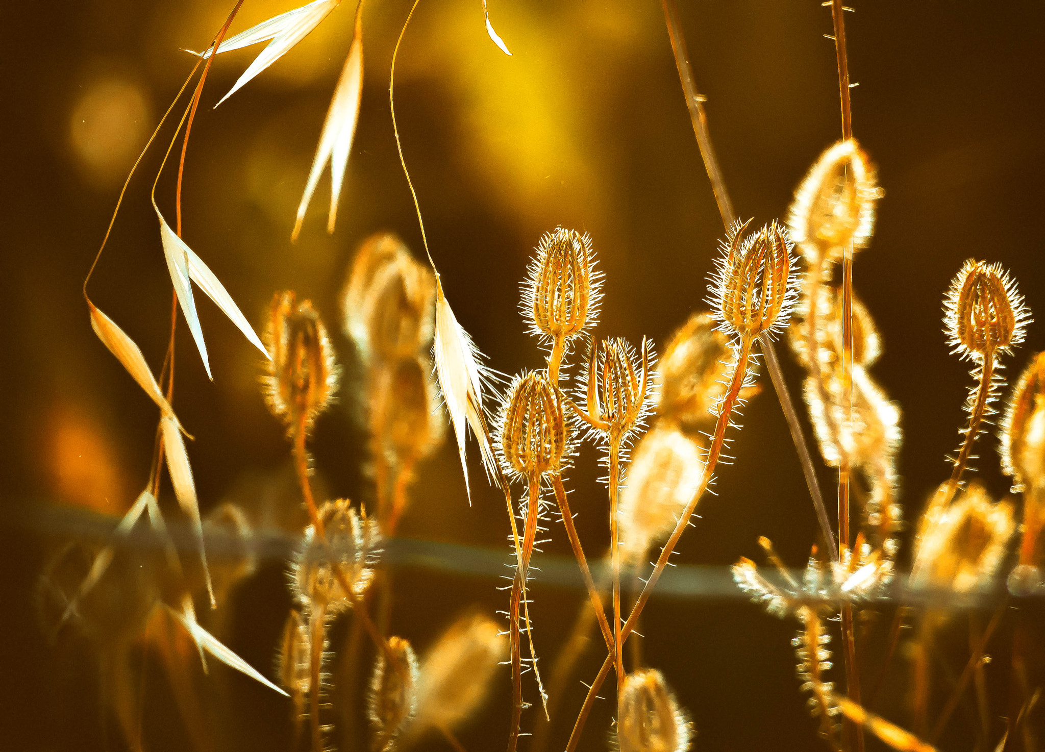 Canon EF-S 55-250mm F4-5.6 IS STM sample photo. Mala herba photography