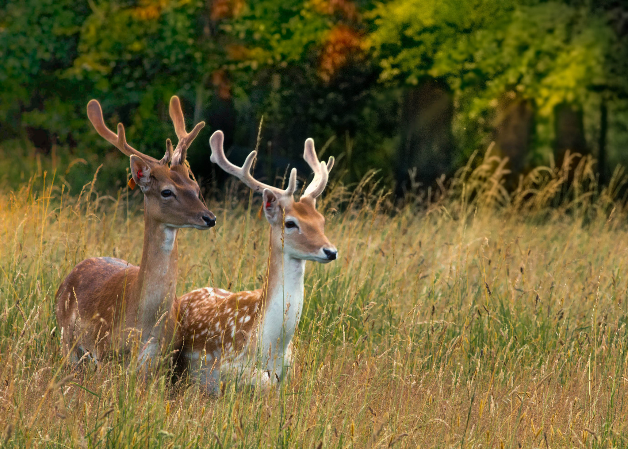 Canon EOS 70D + Canon EF 200mm F2.8L II USM sample photo. Delightful deer photography
