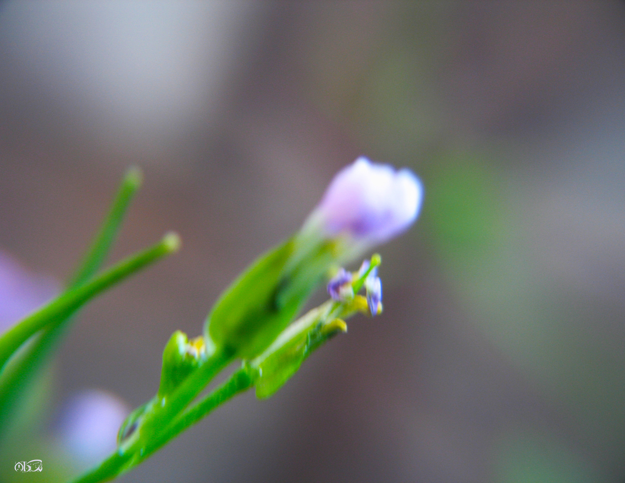 Canon POWERSHOT G6 sample photo. Miracle jpg photography