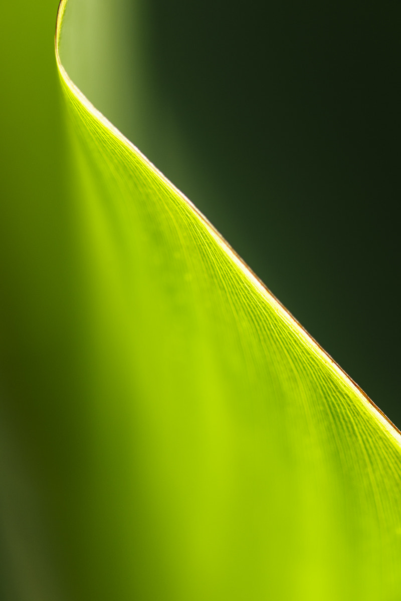 Nikon D3X sample photo. Motyle vieden listy makro photography