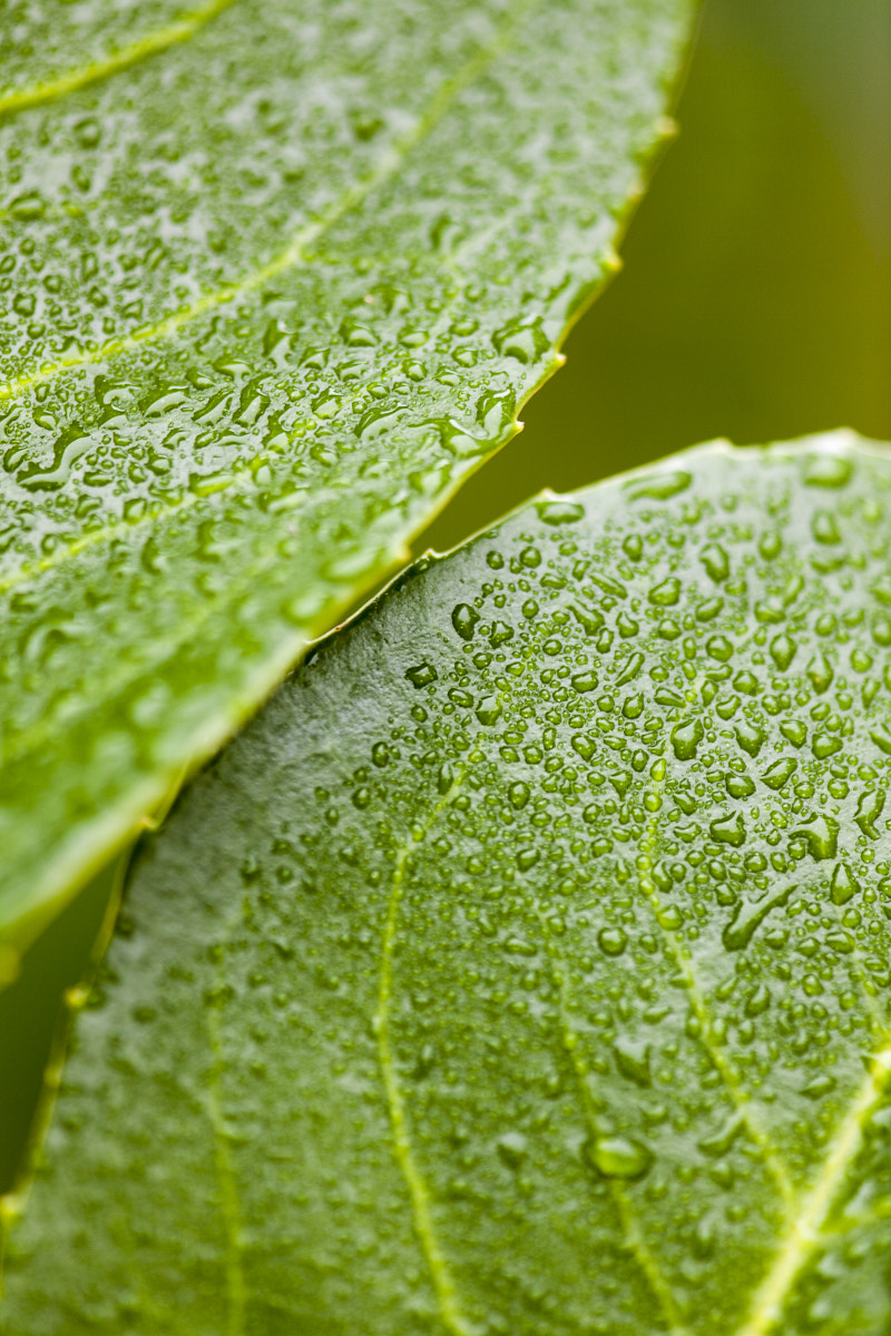 Canon EF 180mm F3.5L Macro USM sample photo. Zahrada makro photography