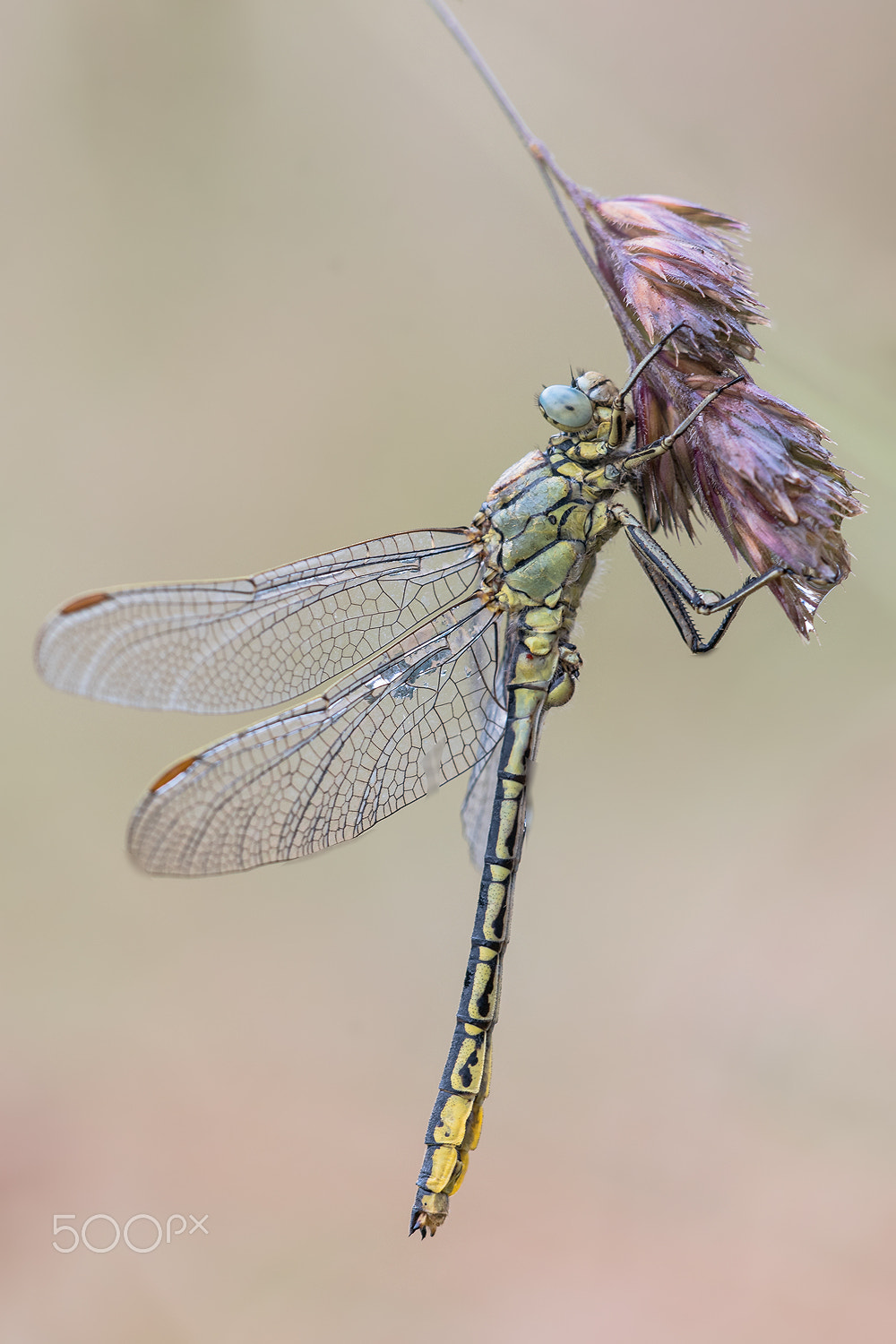 Sigma 150mm F2.8 EX DG Macro HSM sample photo. Gomphus pulchellus photography