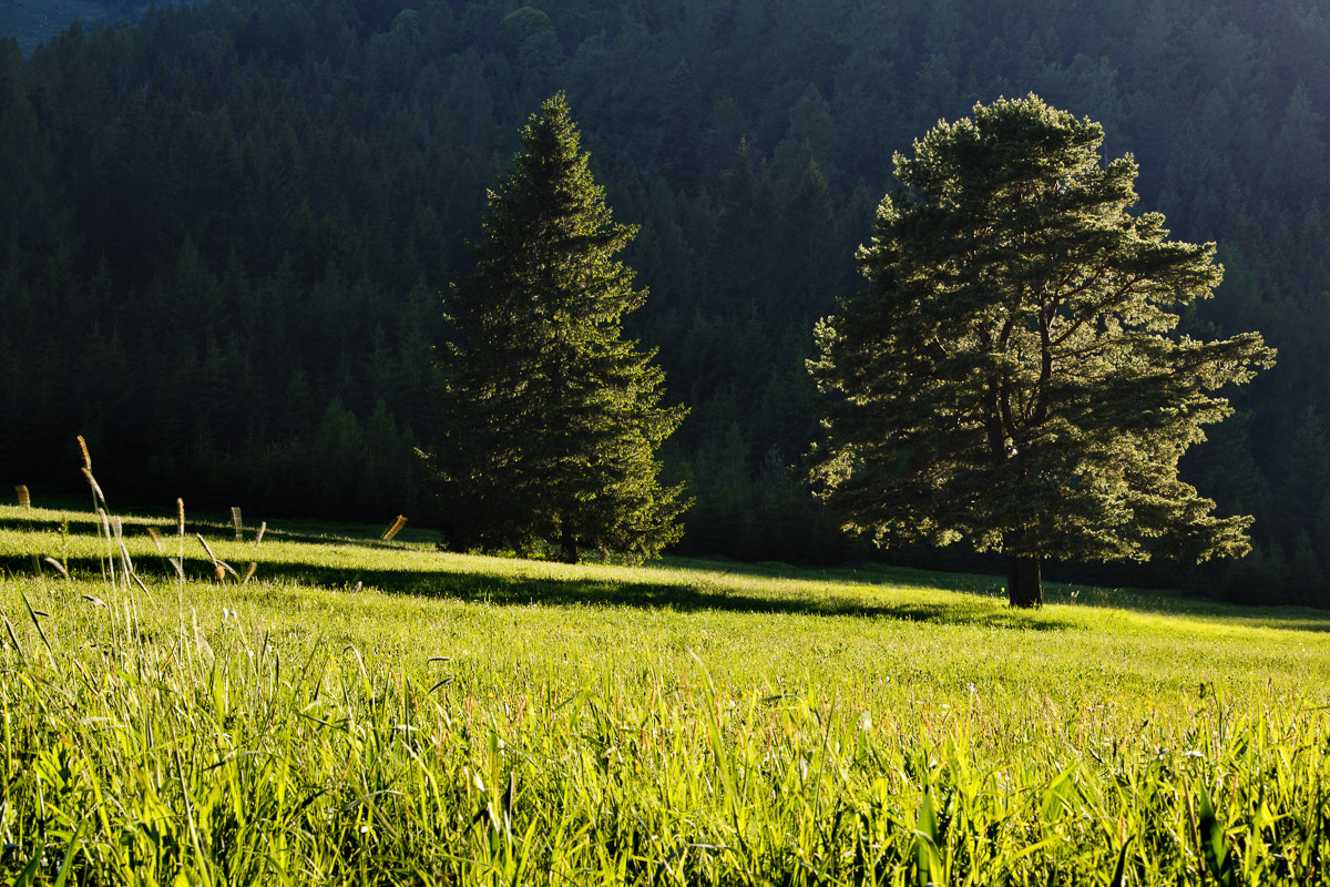 Nikon D3X sample photo. Les liptov cierny vah edit photography